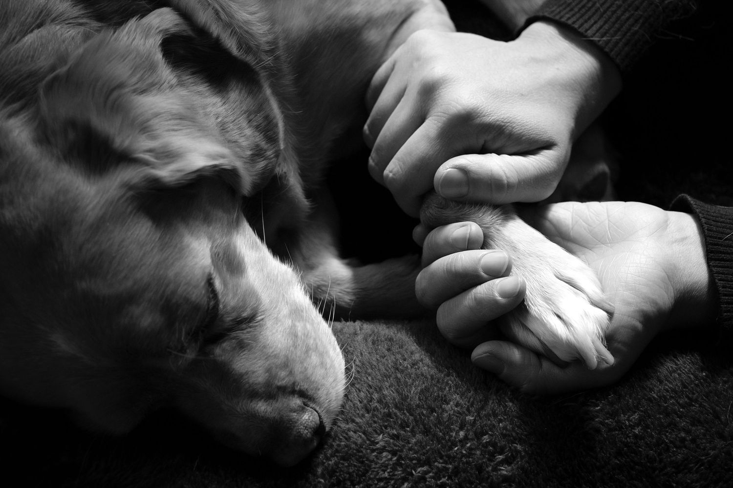 Pet End of Life Photographer Melbourne - horse