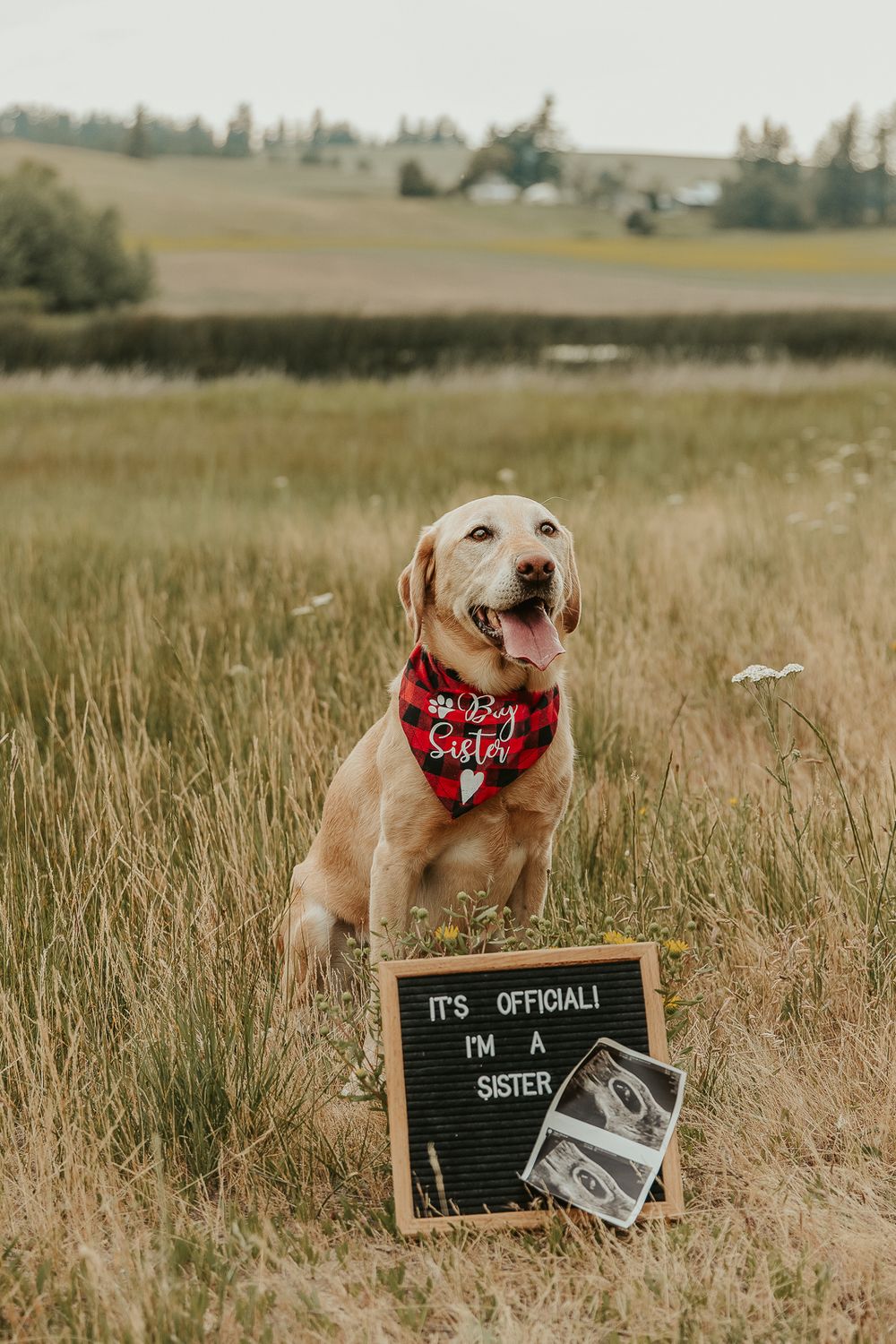 Celebrating gender reveal with pink powder smoke bombs in open field at outdoor photography venue in Spokane, Spokane family photographer