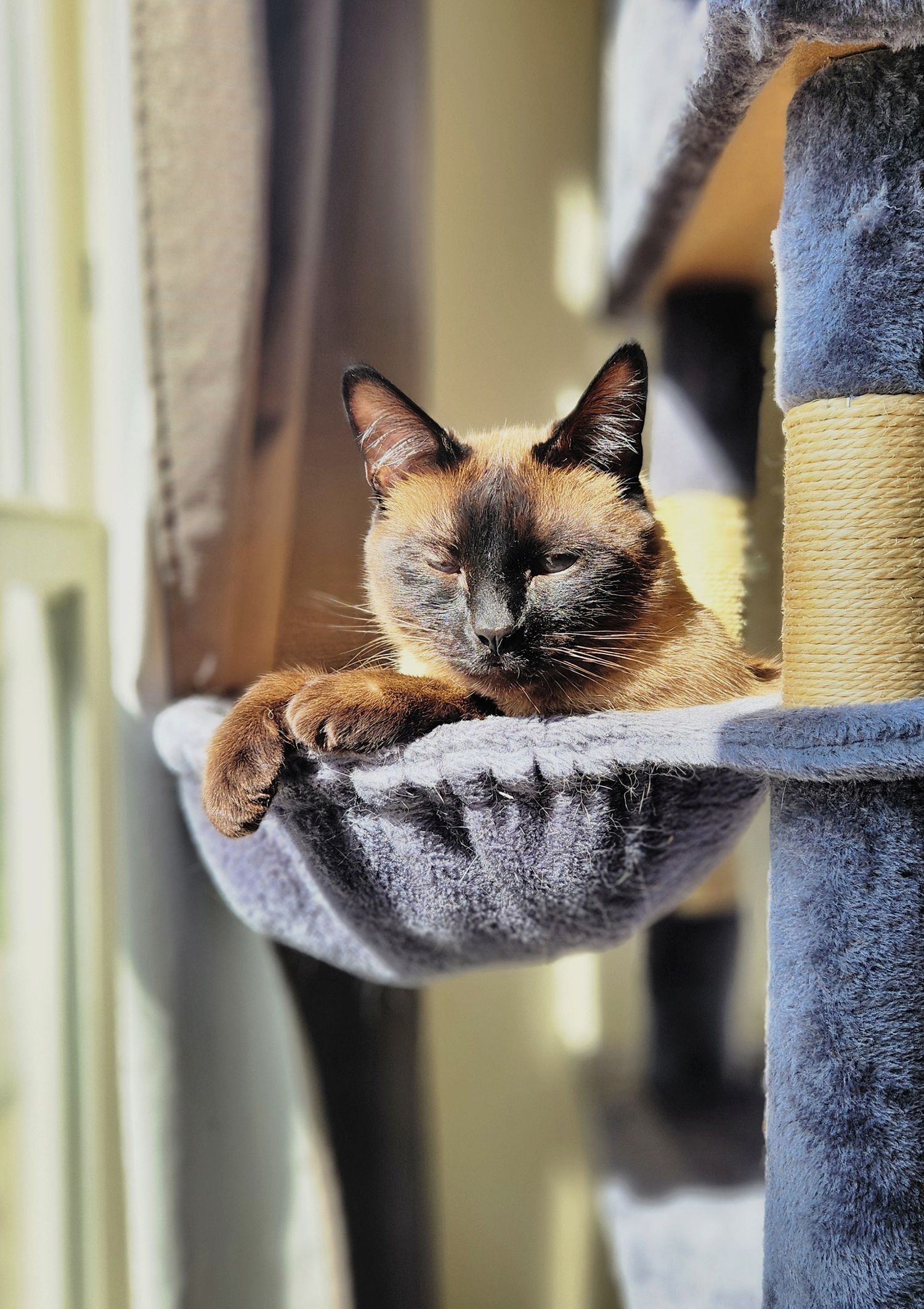 A Siamese cat relaxes on a plush gray cat tree perch near a window.