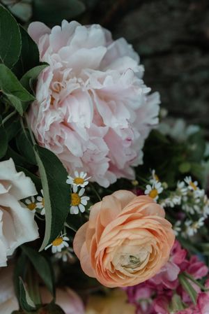 Detailed shot of pink peonies and peach ranunculus with delicate white daisies.
