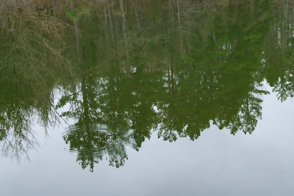Lush green trees reflect symmetrically in the calm still surface of a tranquil pond. Mill Pond Trail, Erbie, Arkansas Buffalo National River