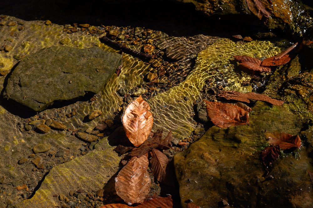 Brown autumn leaves resting on wet mossy rocks beside a shallow stream. Beech tree leaves