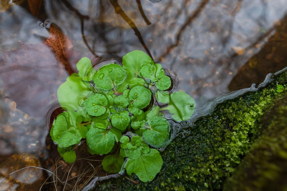 Fresh green aquatic plants growing on a mossy rock beside shallow flowing water. watercress