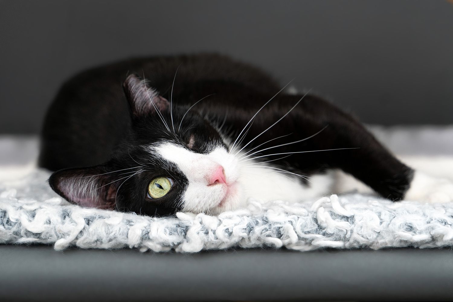 Close-up view of black cat's face with striking yellow eyes resting on white surface.