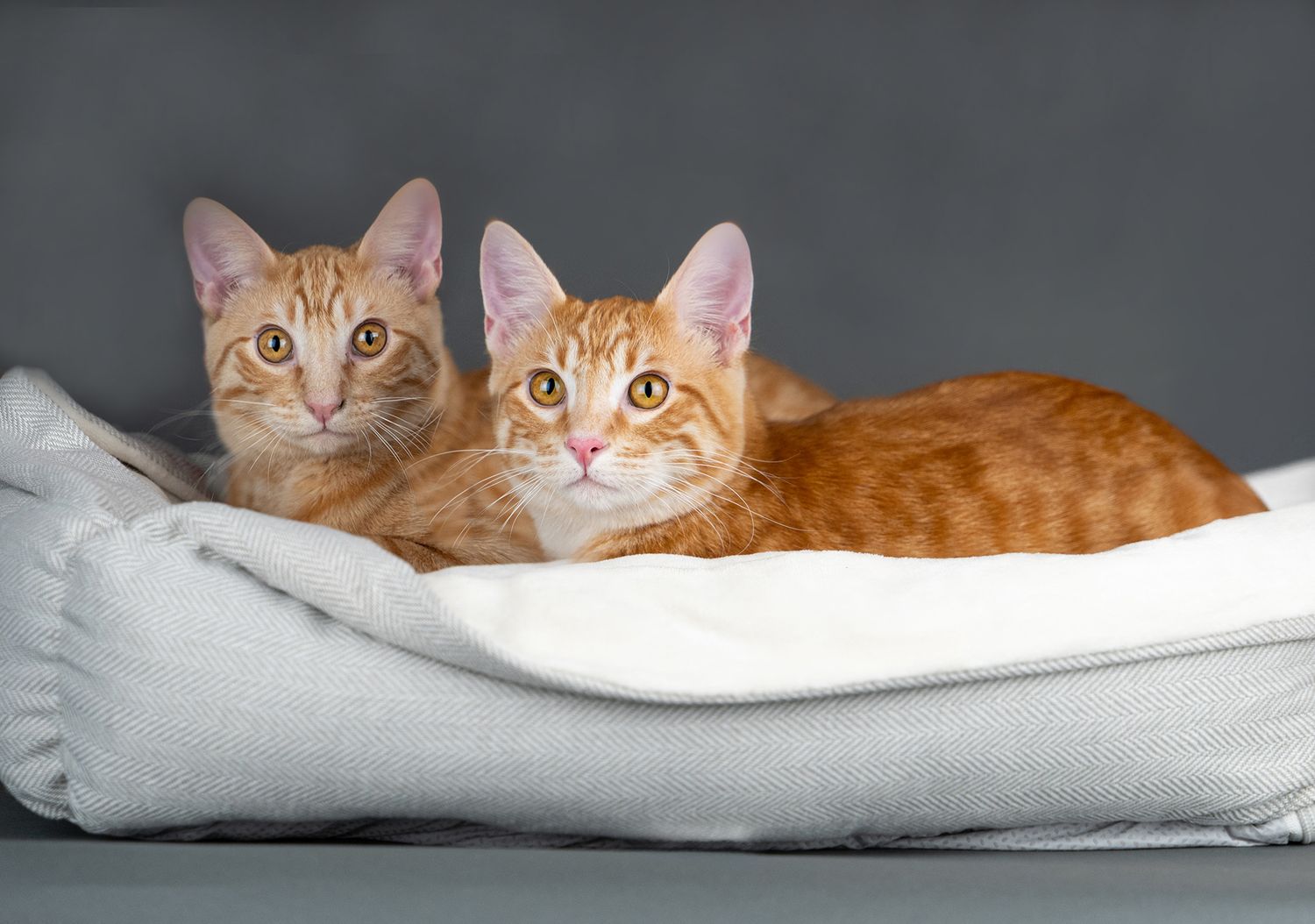 Multiple orange and white cats lounging together on white cushions in a row.