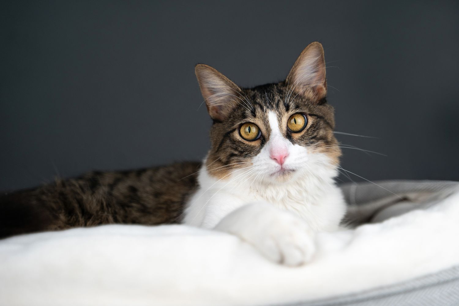 A close-up view of a cat's face with bright yellow eyes and white and brown fur peering at the camera.