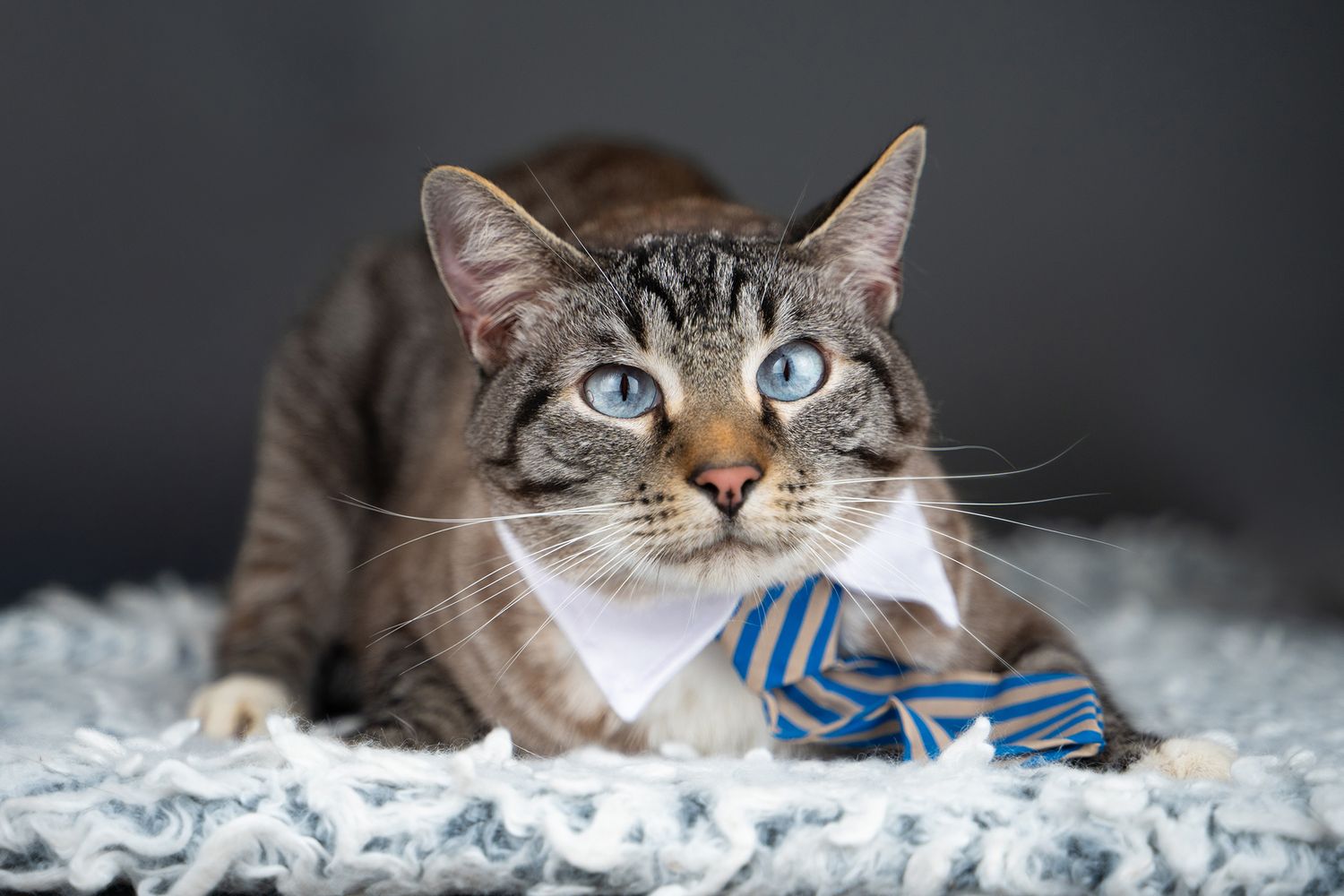 Adorable tabby cat with bright blue eyes lying on white bedding looking directly at camera.