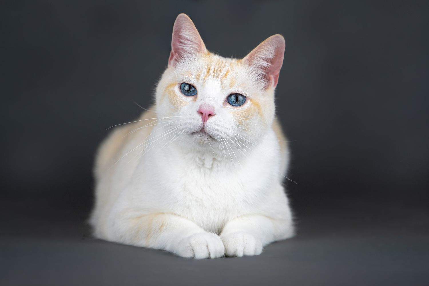 Beautiful white ragdoll cat with striking blue eyes resting on dark background.