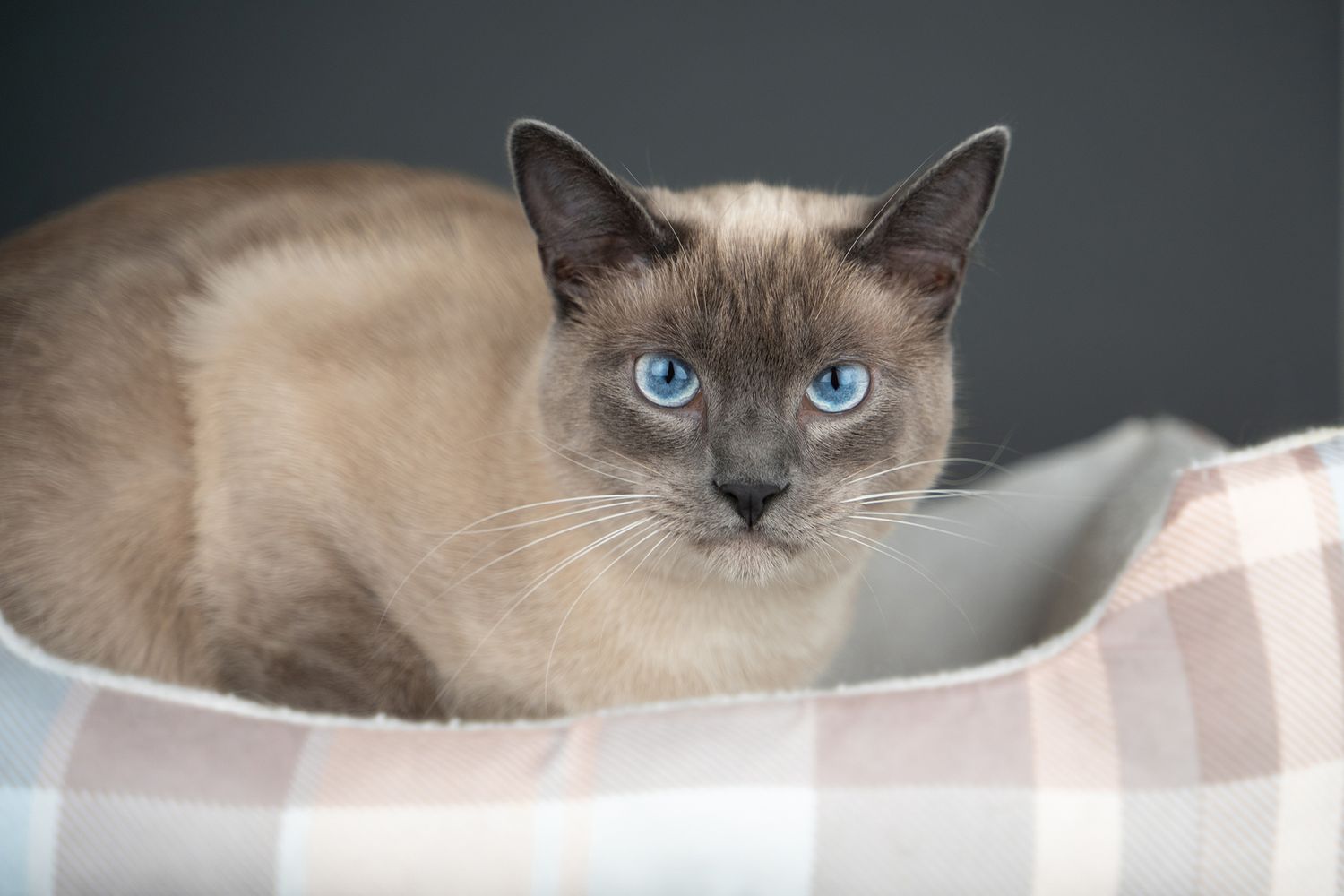 Siamese cat with piercing blue eyes lounging gracefully on soft surface.