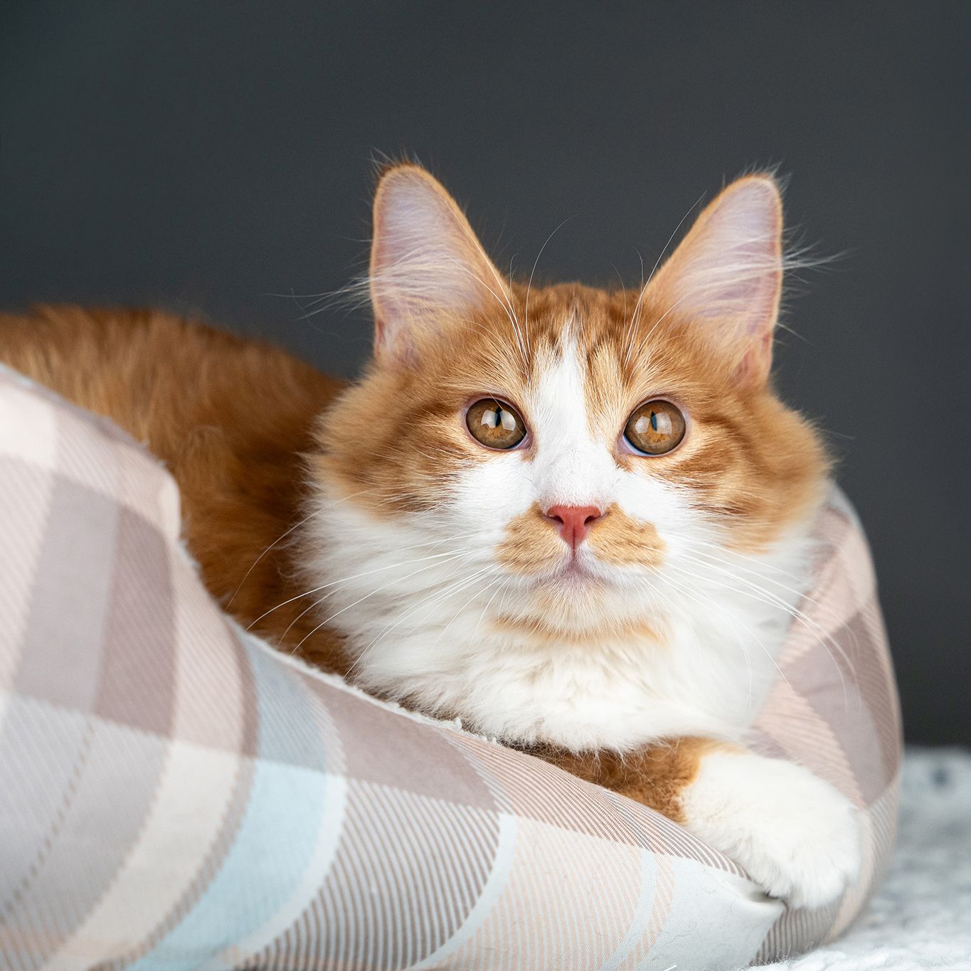 Close-up portrait of an orange and white cat with expressive eyes peeking out from under a light-colored blanket.