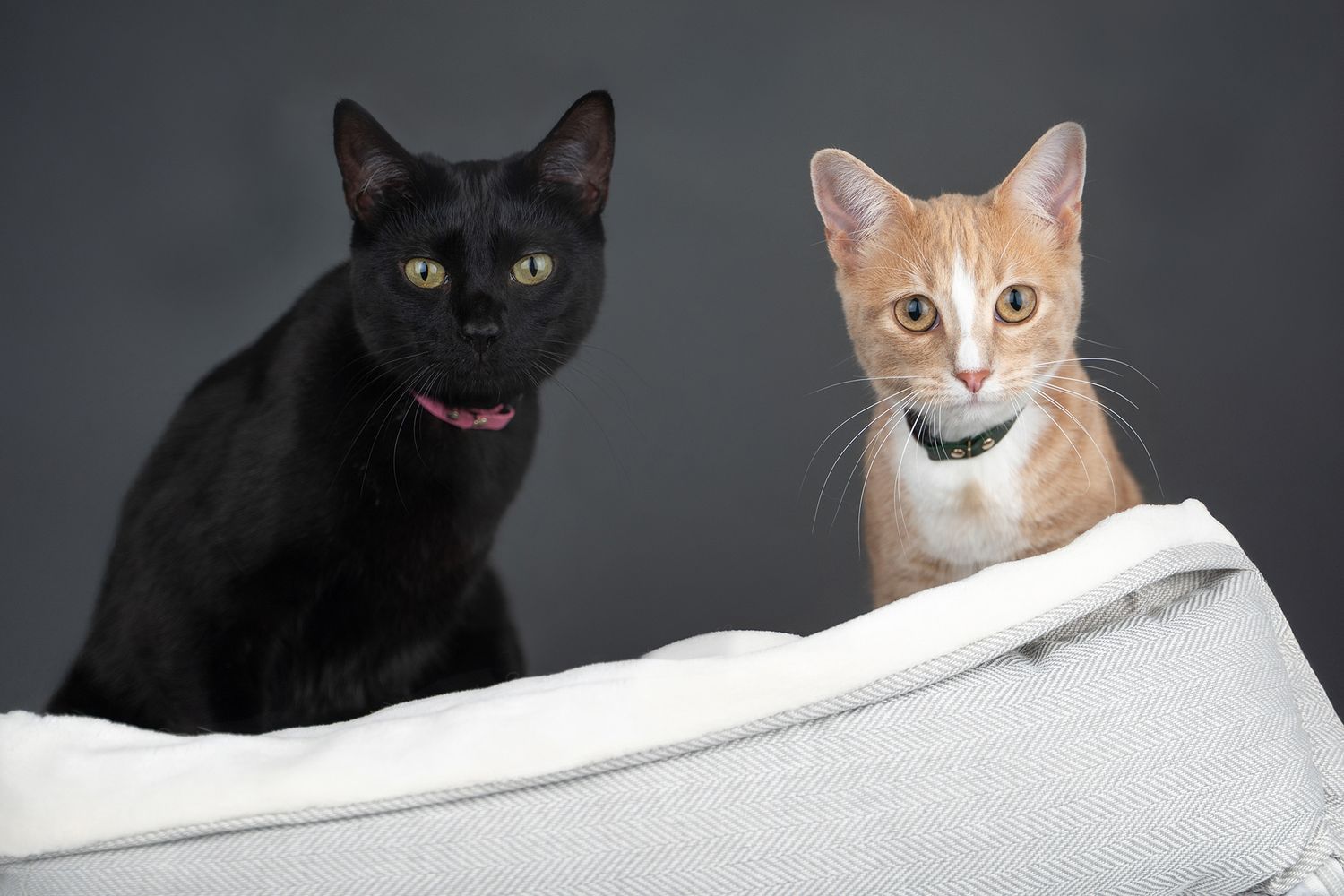 A black cat with a pink collar and a ginger cat with a white collar sit together on a light-colored surface against a dark background.