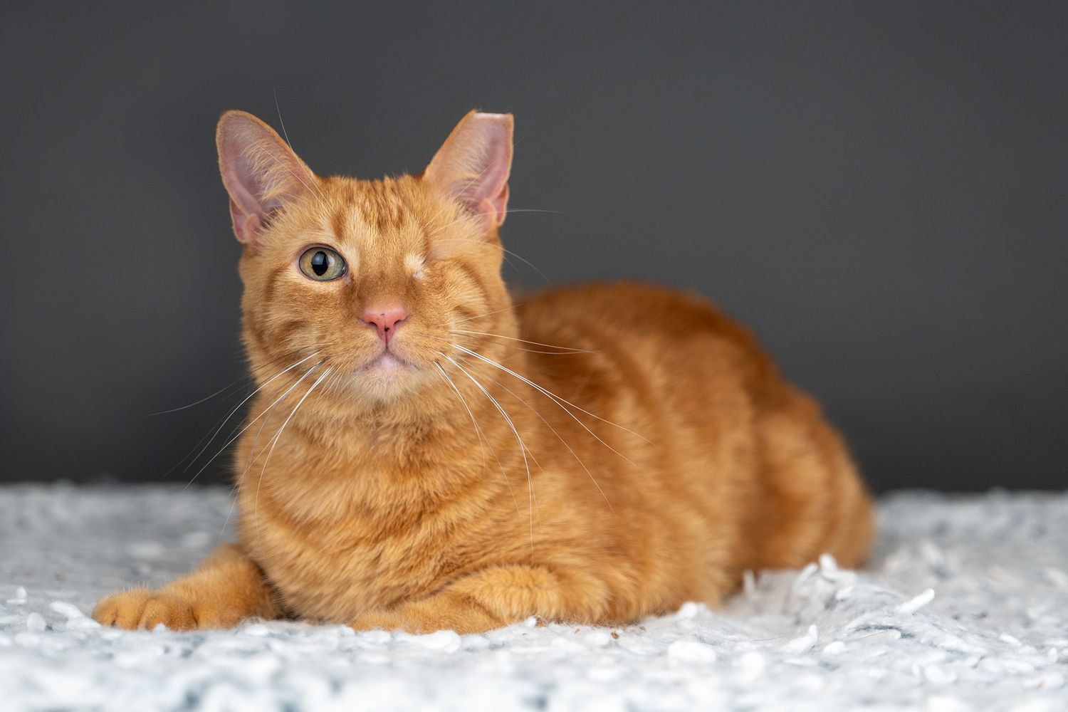 Orange tabby cat lying on white textured surface with dark background creates dramatic contrast in portrait series.