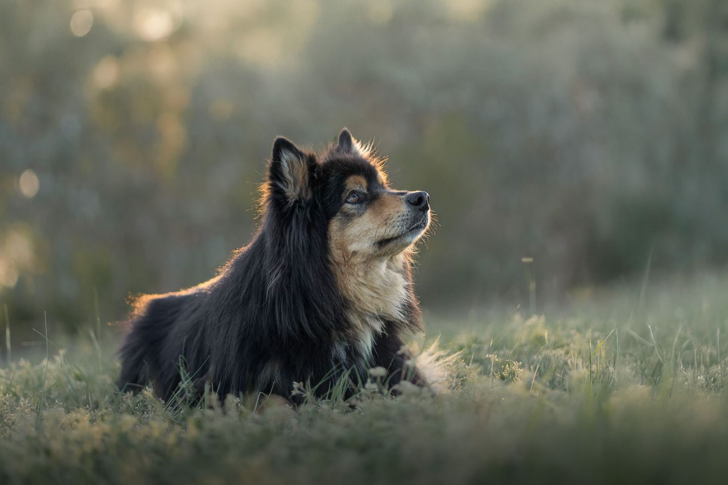 Older dog photography