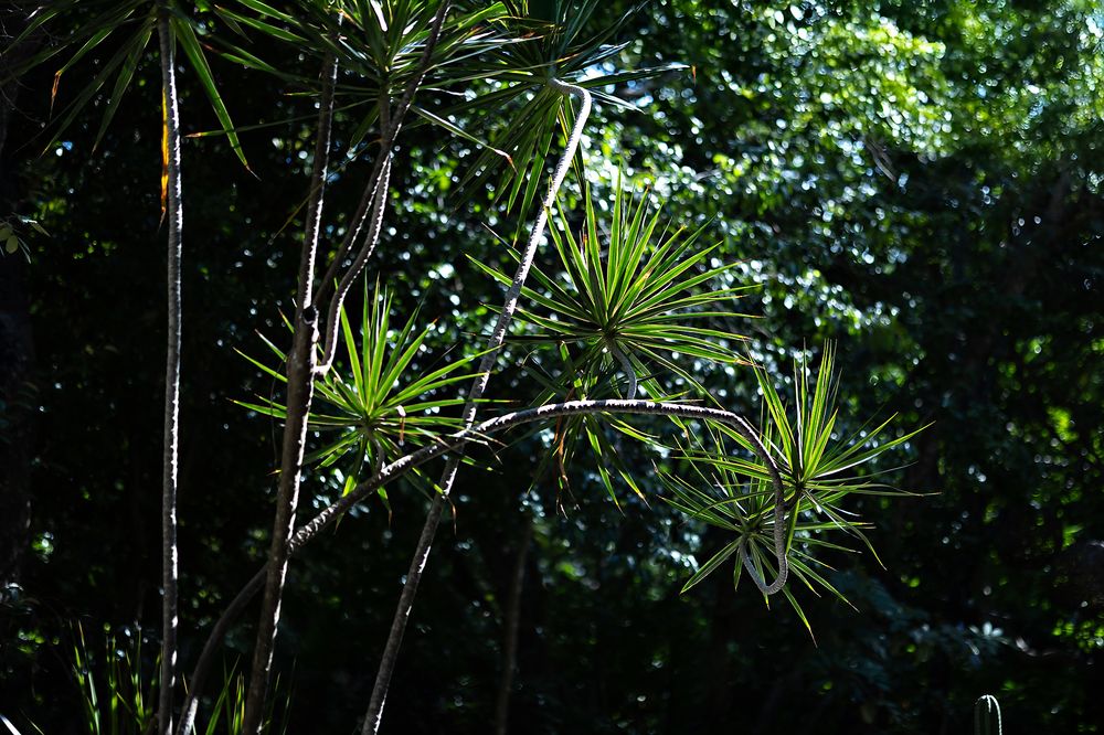 Tropical greenery at The Fives Beach Hotel, perfect backdrop for a Riviera Maya wedding.