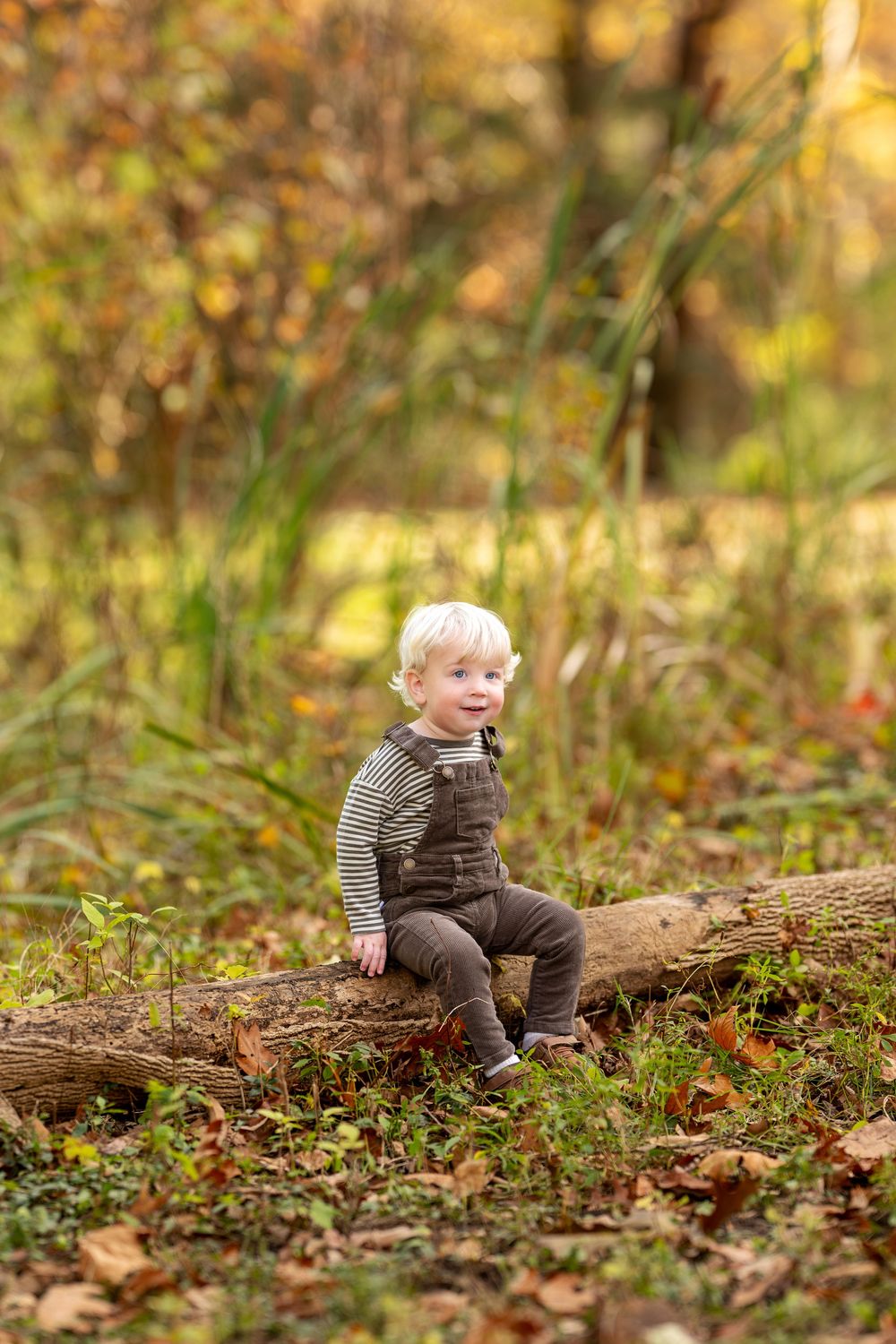 Adorable blonde toddler boy in brown overalls sitting on fallen log in autumn woodland park.