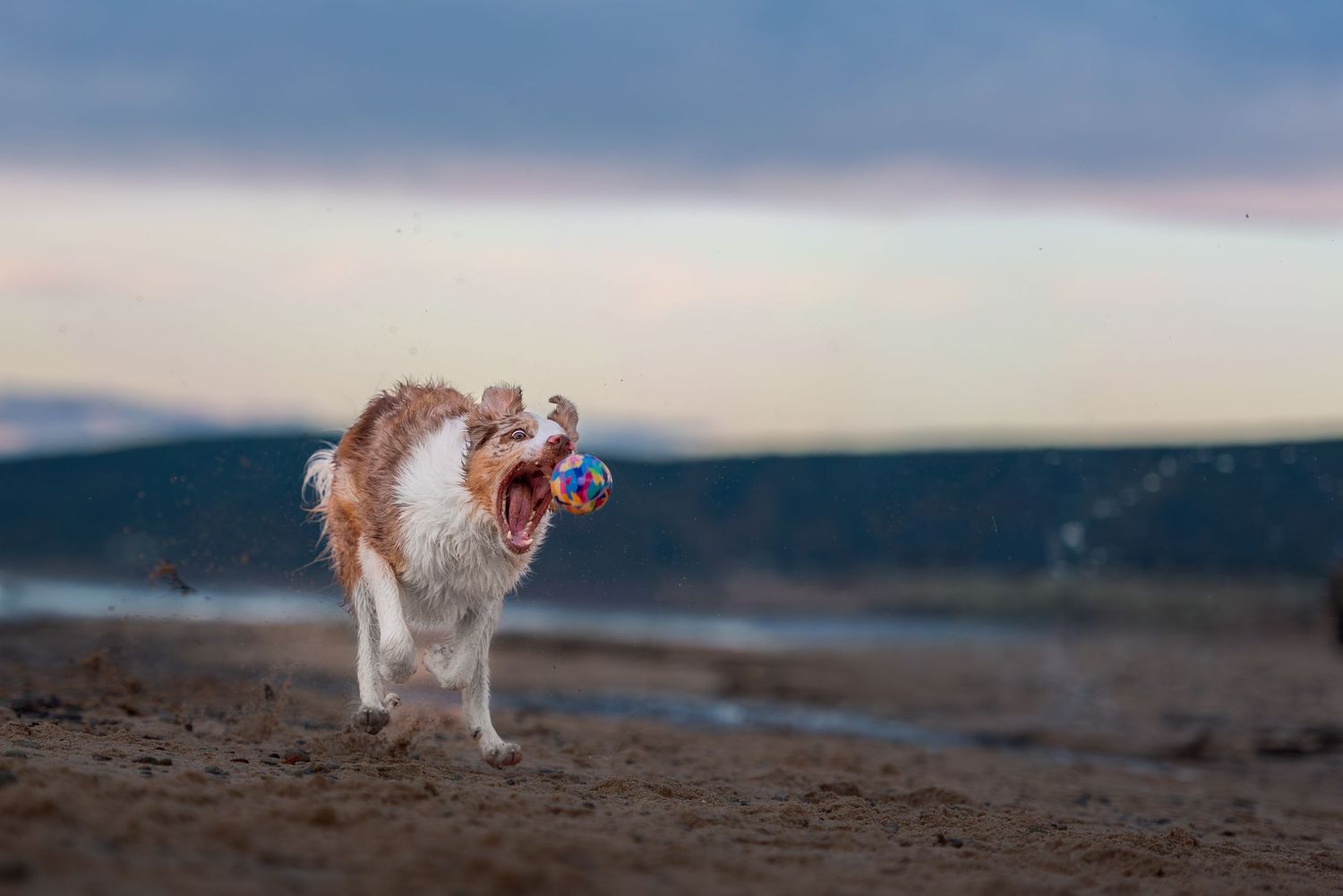 action shot during pet photo session