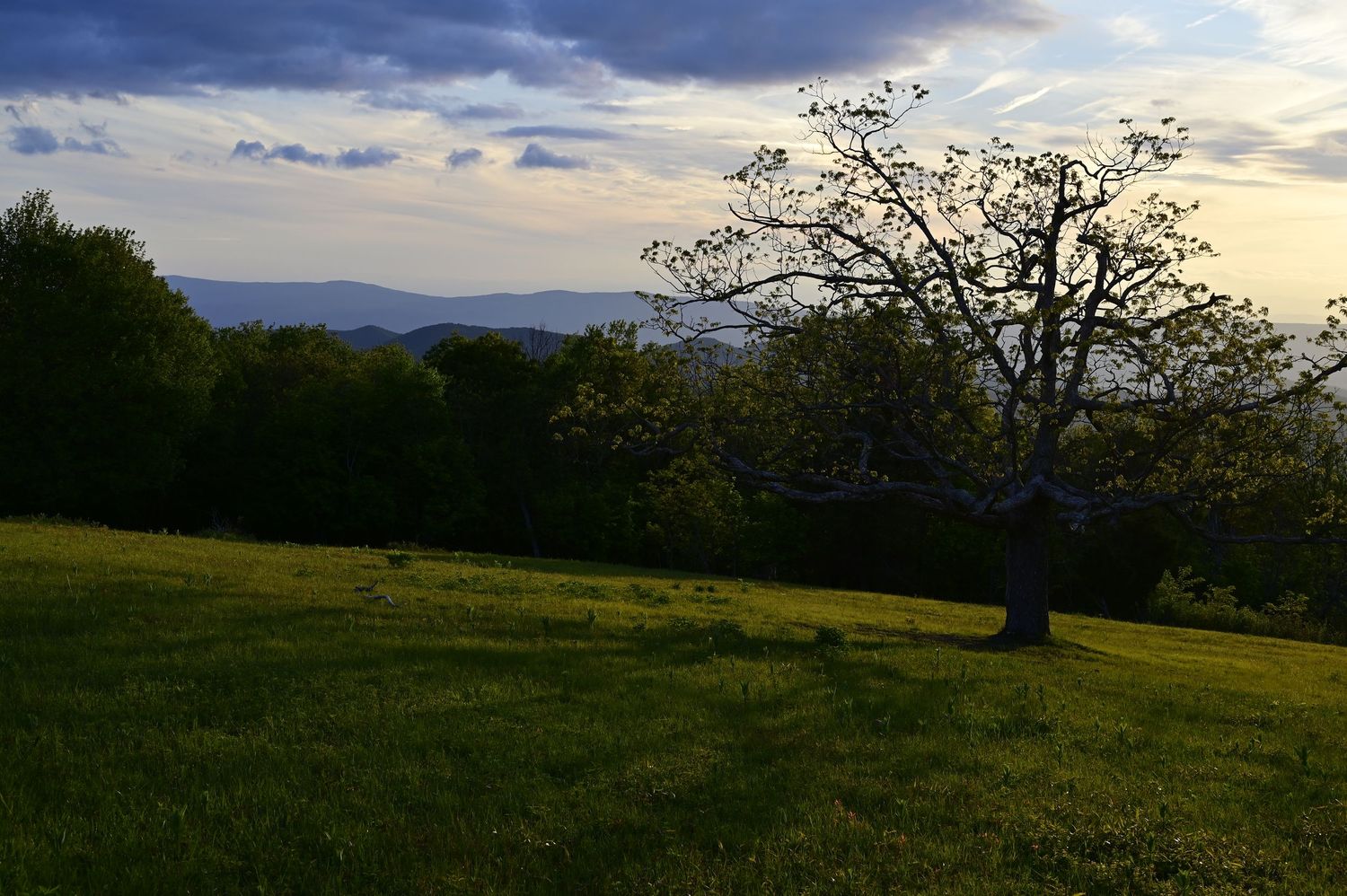 Tanners Ridge overlooking Shenandoah Valley. Located in Shenandoah National Park Virginia.