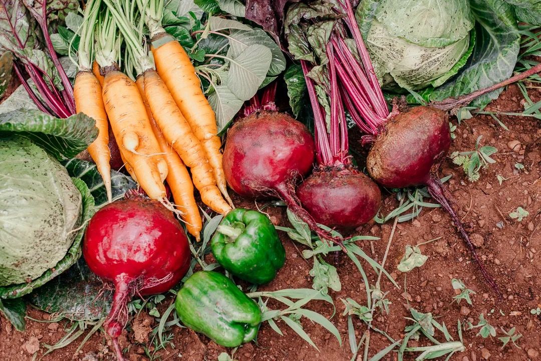 Fresh colourful vegetables laid on soil, including carrots, beets and peppers, showing local farming harvest.