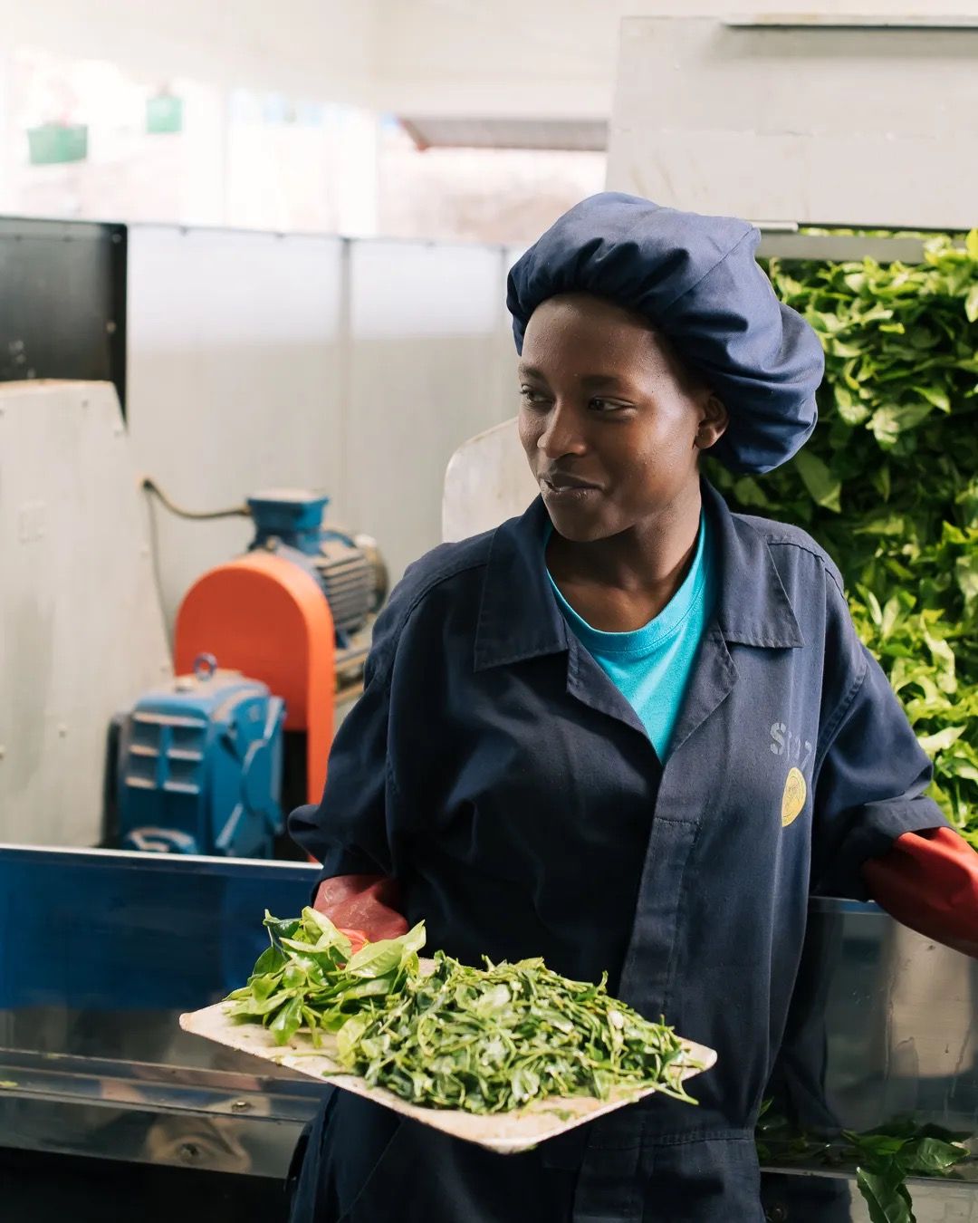 A worker carries fresh greens in a processing area as part of local agriculture and food production.