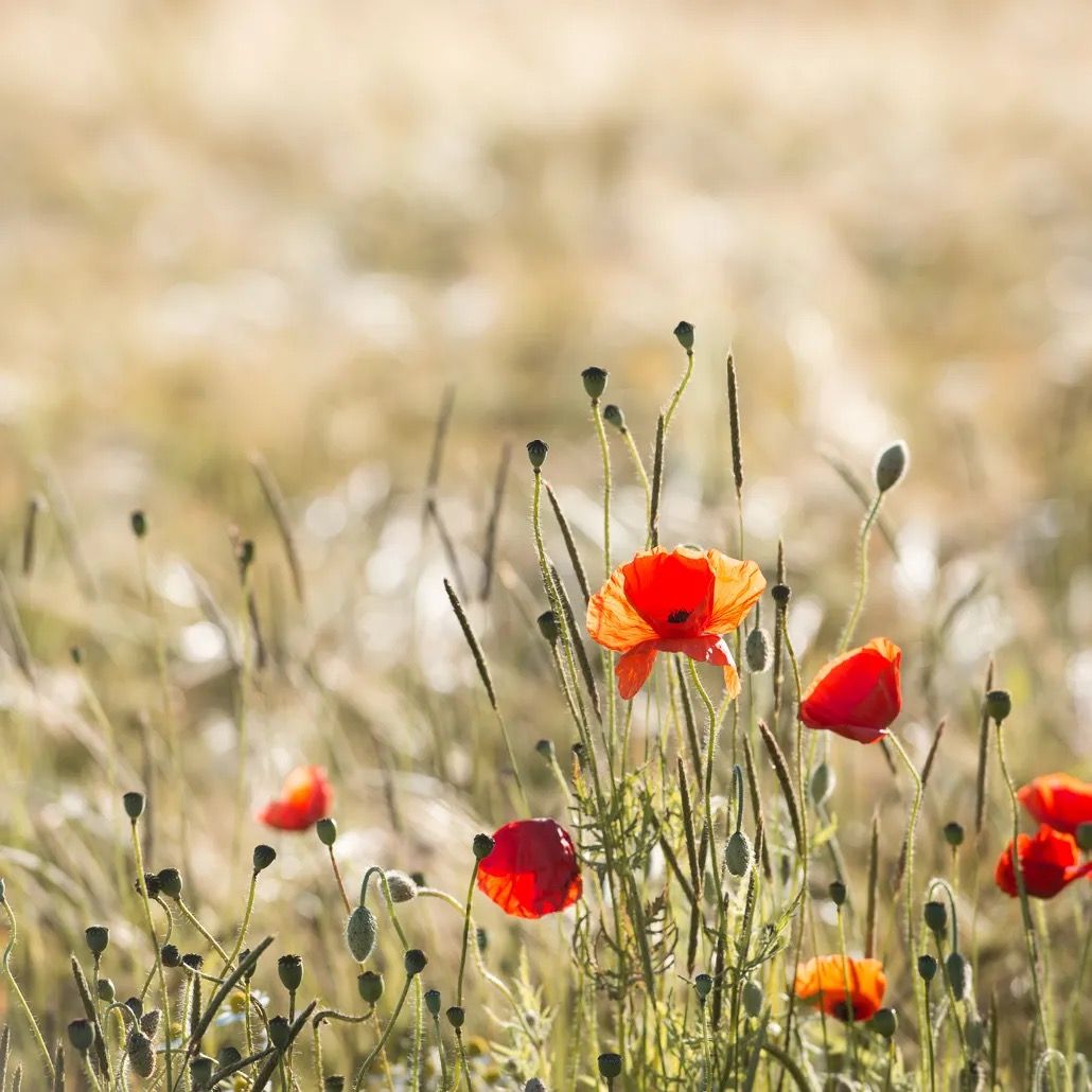 Bright red poppies growing among soft golden wheat in warm sunlight.