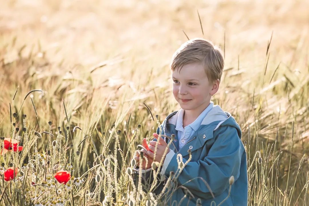 Young boy standing in a golden wheat field holding a red poppy flower.
