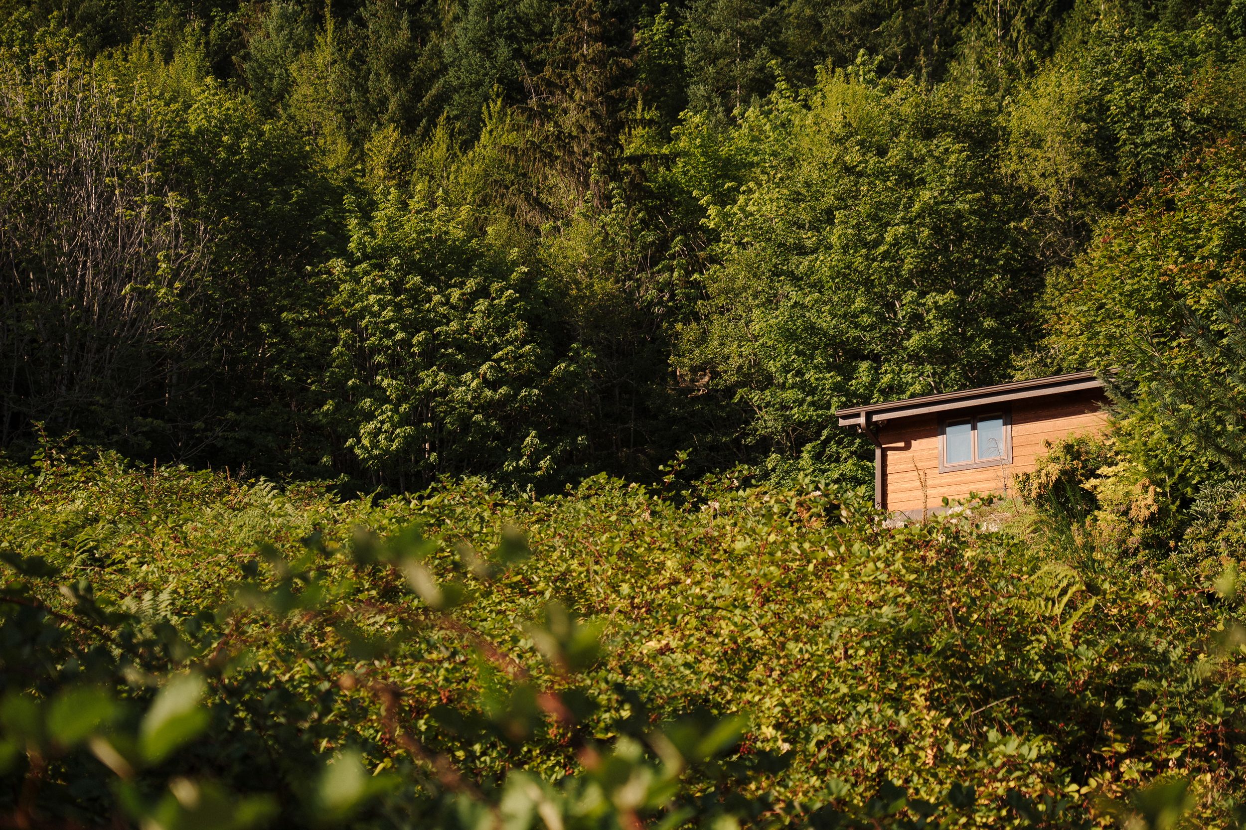 A small wooden cabin sits nestled among lush green foliage and trees in summer sunlight.
