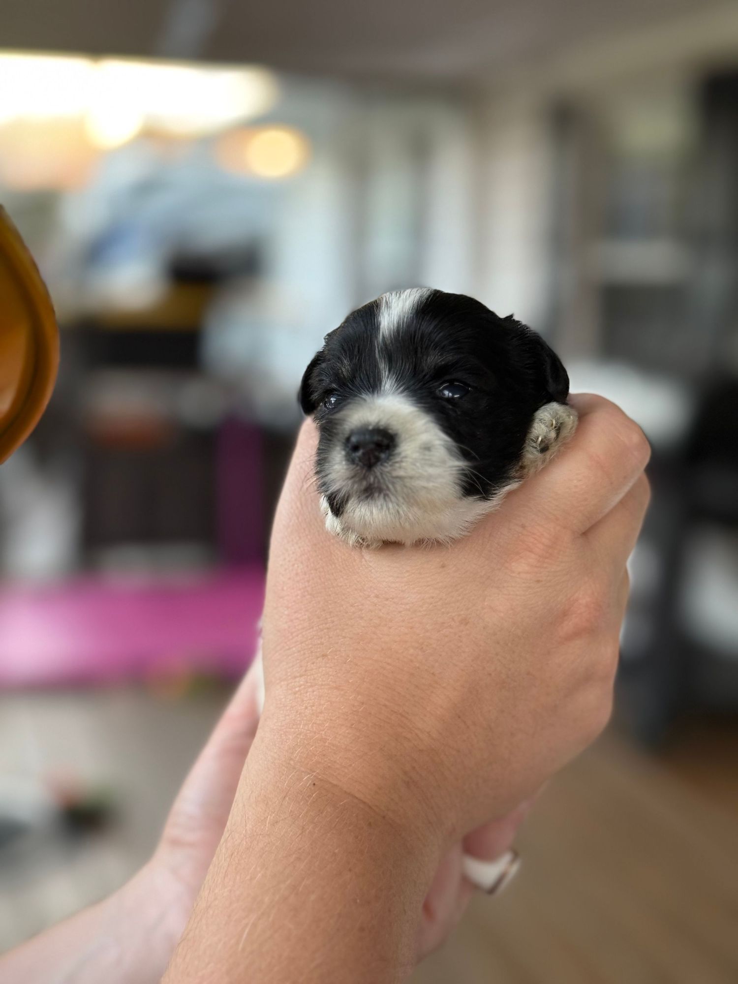 Mini Schnauzer puppies