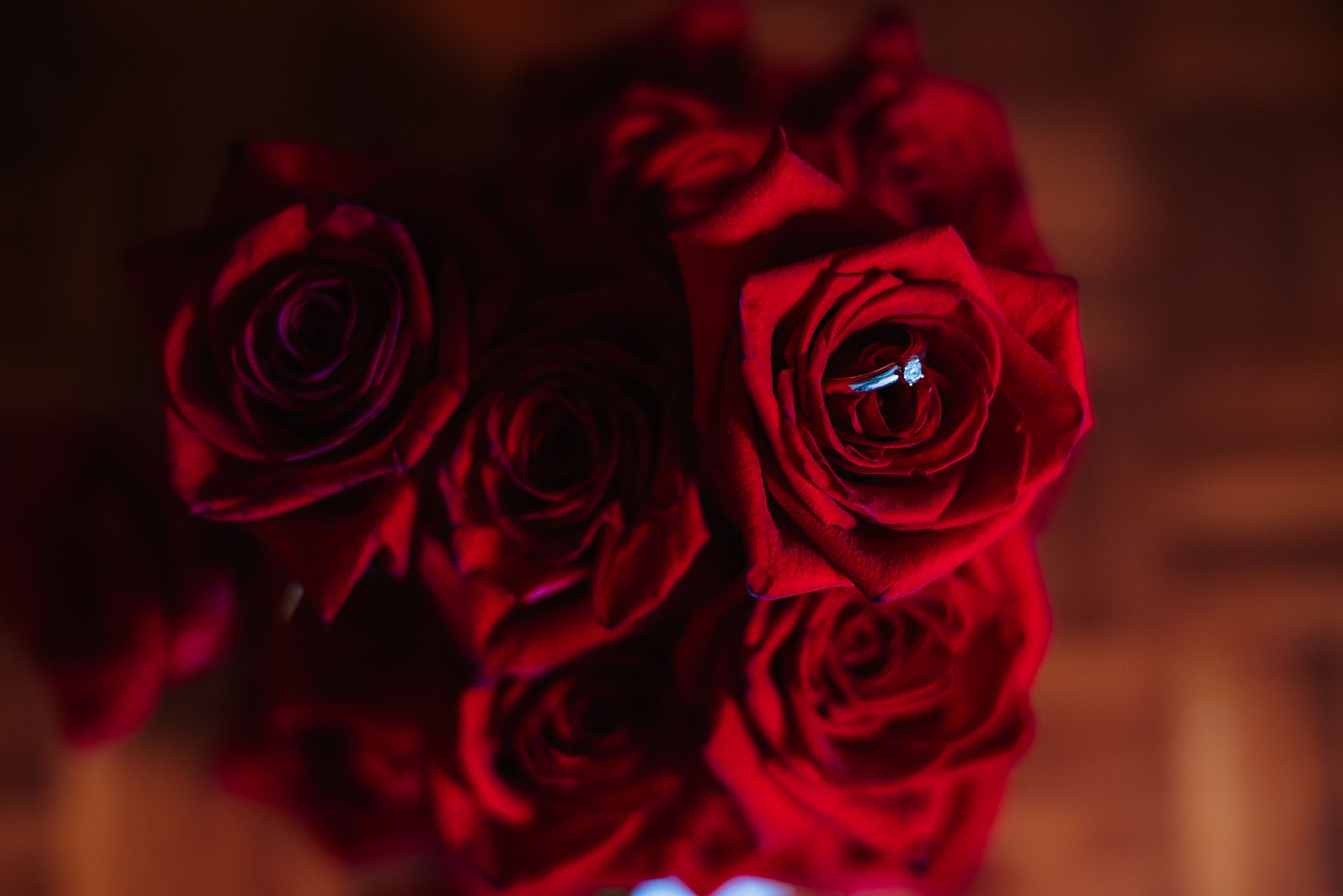 A close-up macro photograph of deep red rose petals with dark shadows and rich texture.