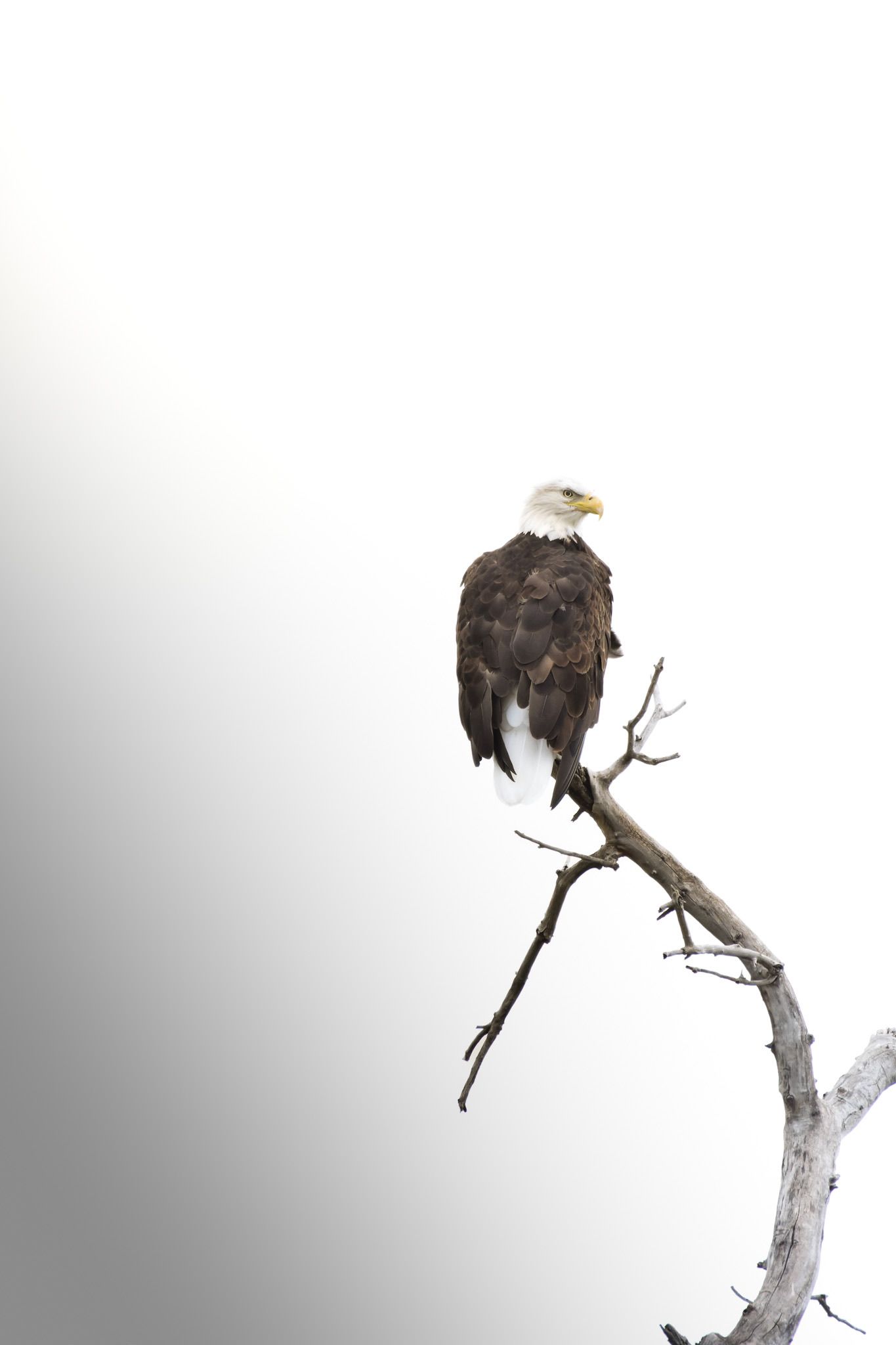 A sequence showing a bald eagle perched on a dead tree branch against a grey background.