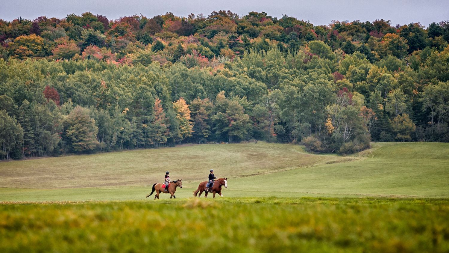 A panoramic view of rolling hills with horses riding across green pastures on an autumn afternoon.