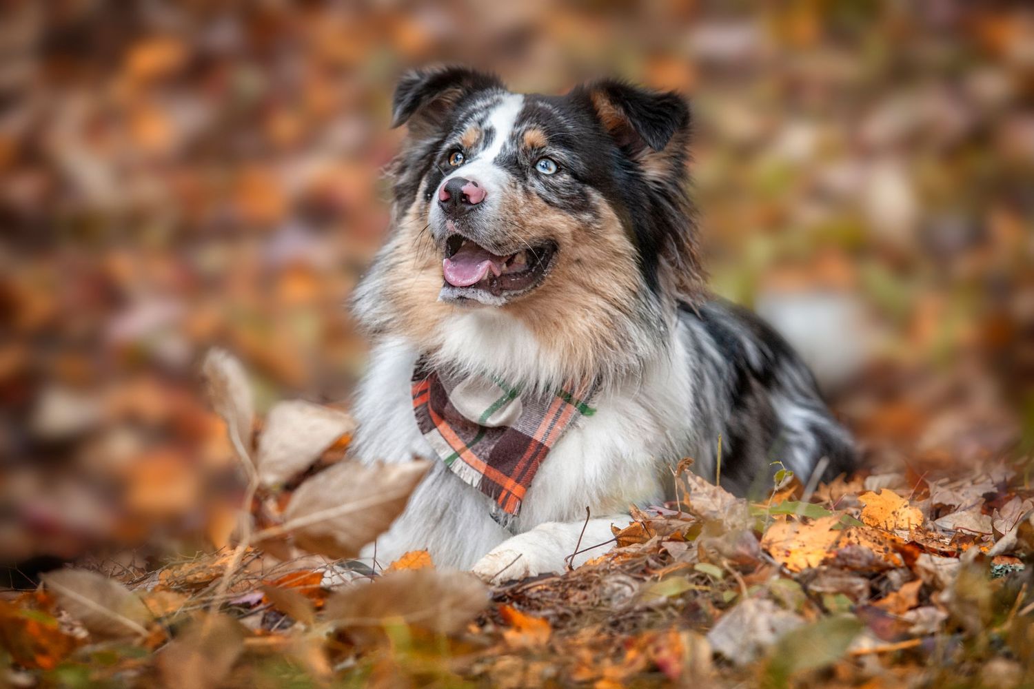 Australian shepherd dog plays joyfully in pile of fallen autumn leaves on ground during fall season.