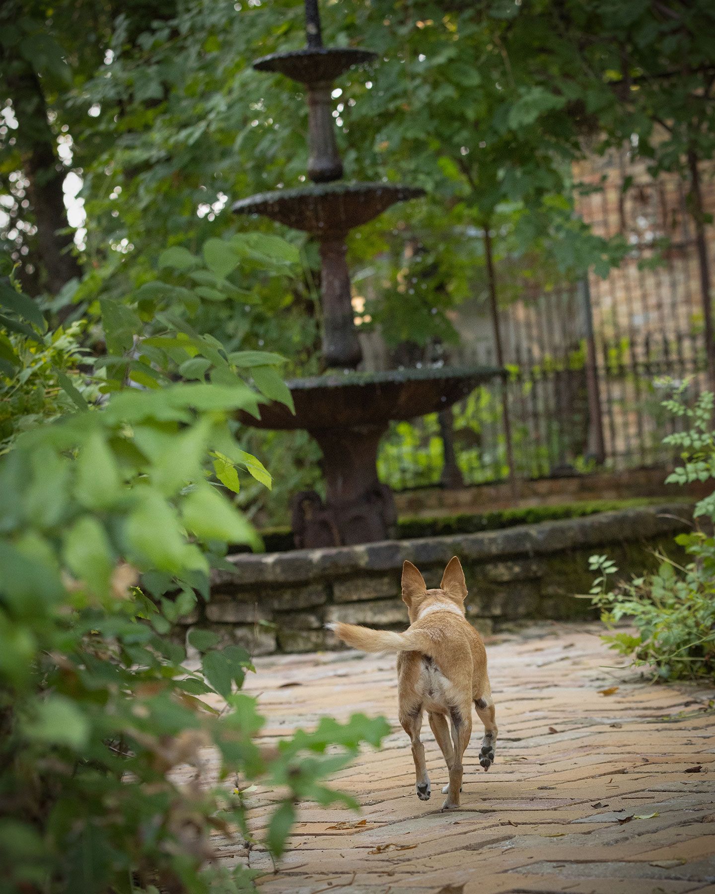 A tan chihuahua walks along a stone path through a lush garden with green foliage and trees at Sekrit Theater.
