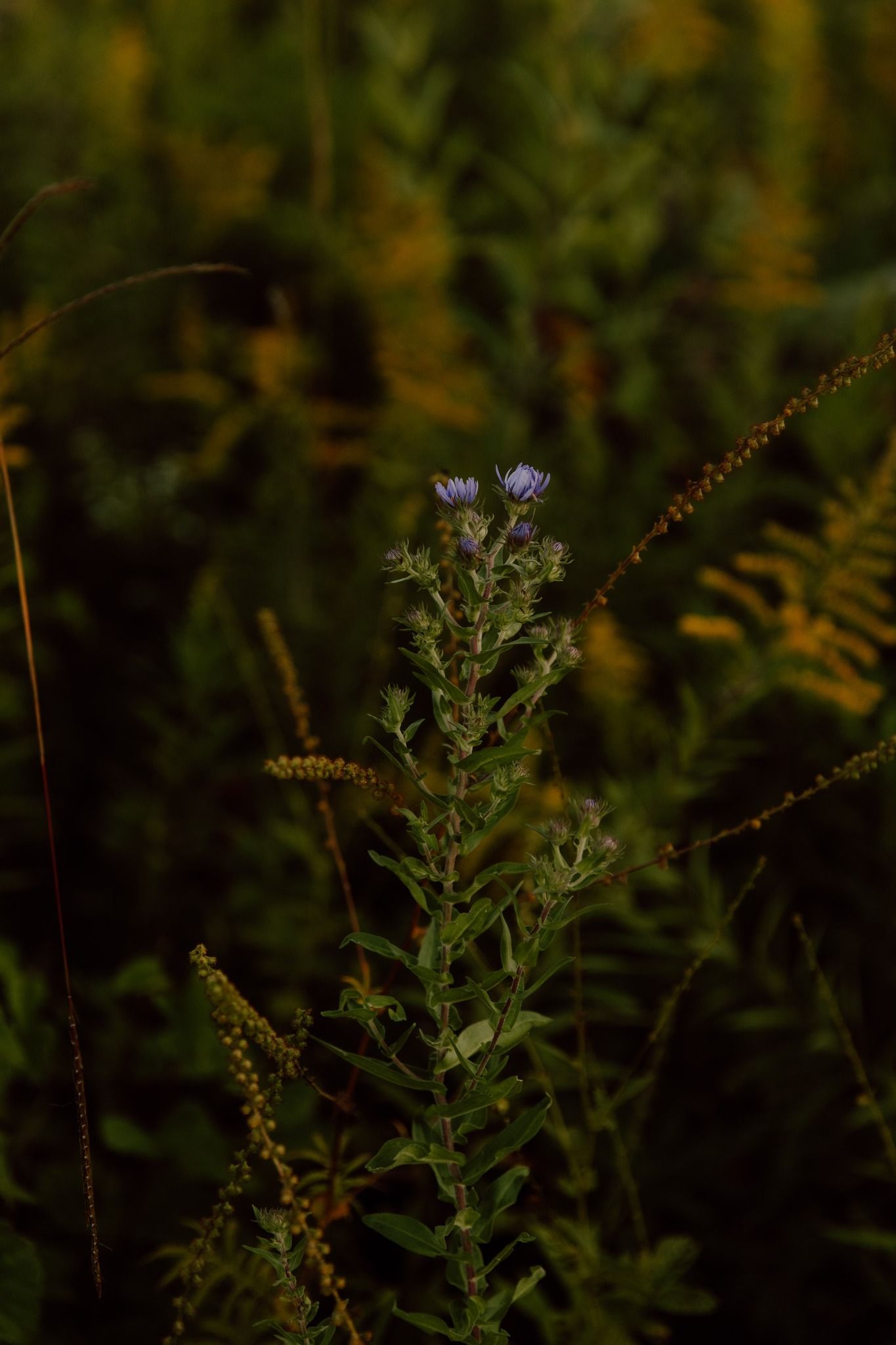 Close-up view of delicate wildflowers and plants growing in a dark green natural setting during golden hour.