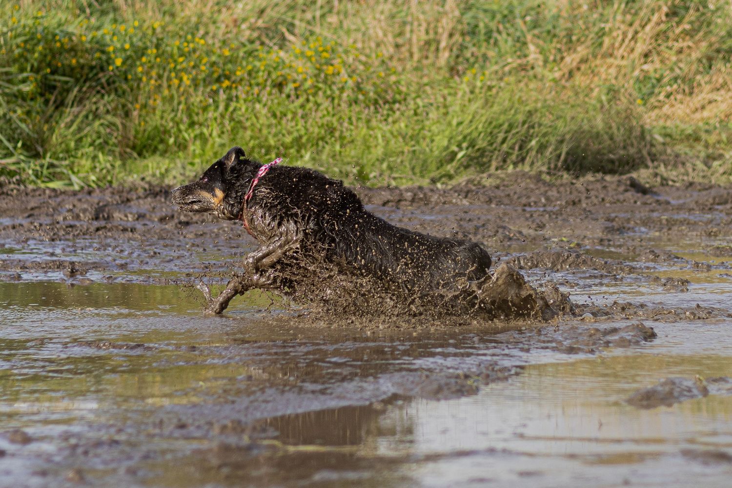 A dark dog splashes energetically through a muddy puddle in a grassy outdoor area.