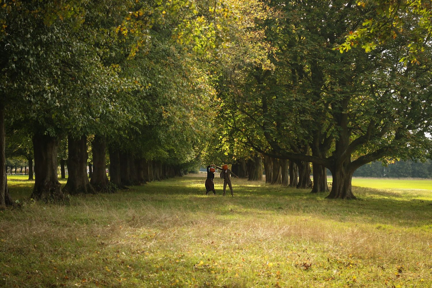 Tree-lined pathway in a park with golden autumn leaves and dappled sunlight.