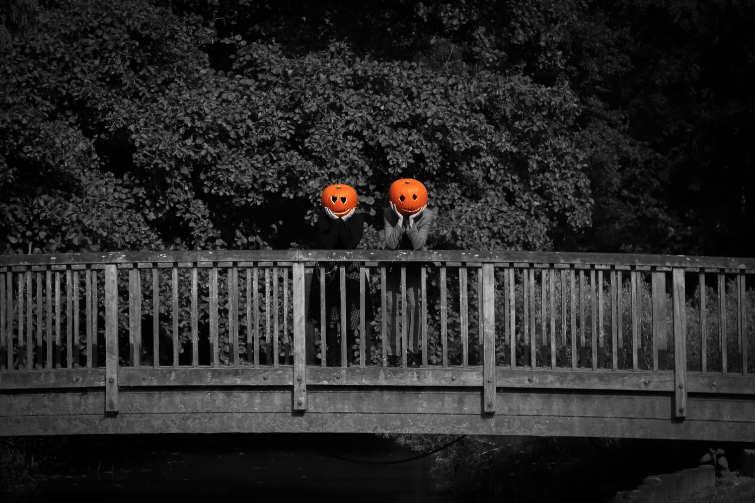 Orange pumpkins arranged along a wooden fence in black and white contrast.