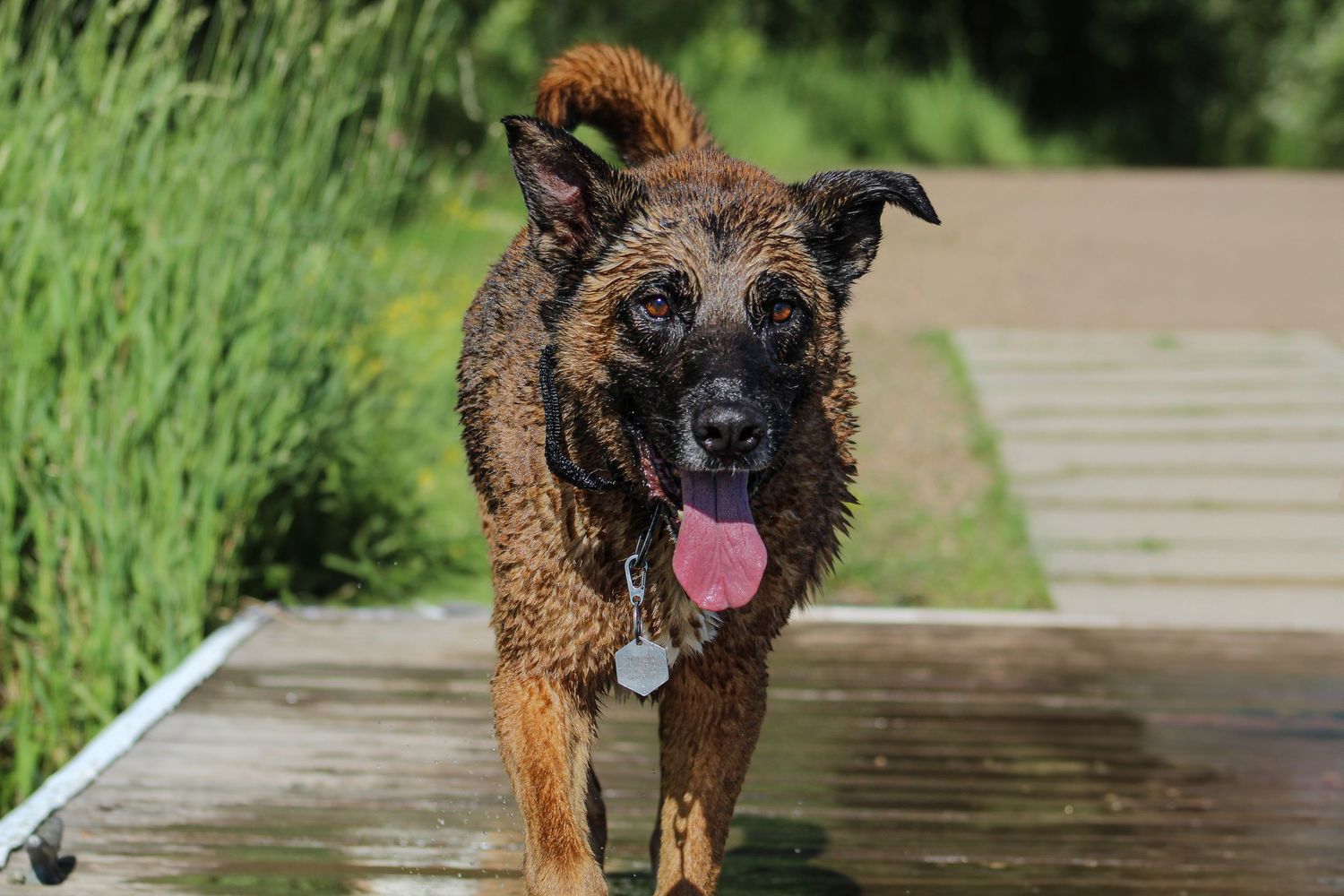 A happy wet brindle dog running toward the camera on a wooden boardwalk surrounded by green grass.
