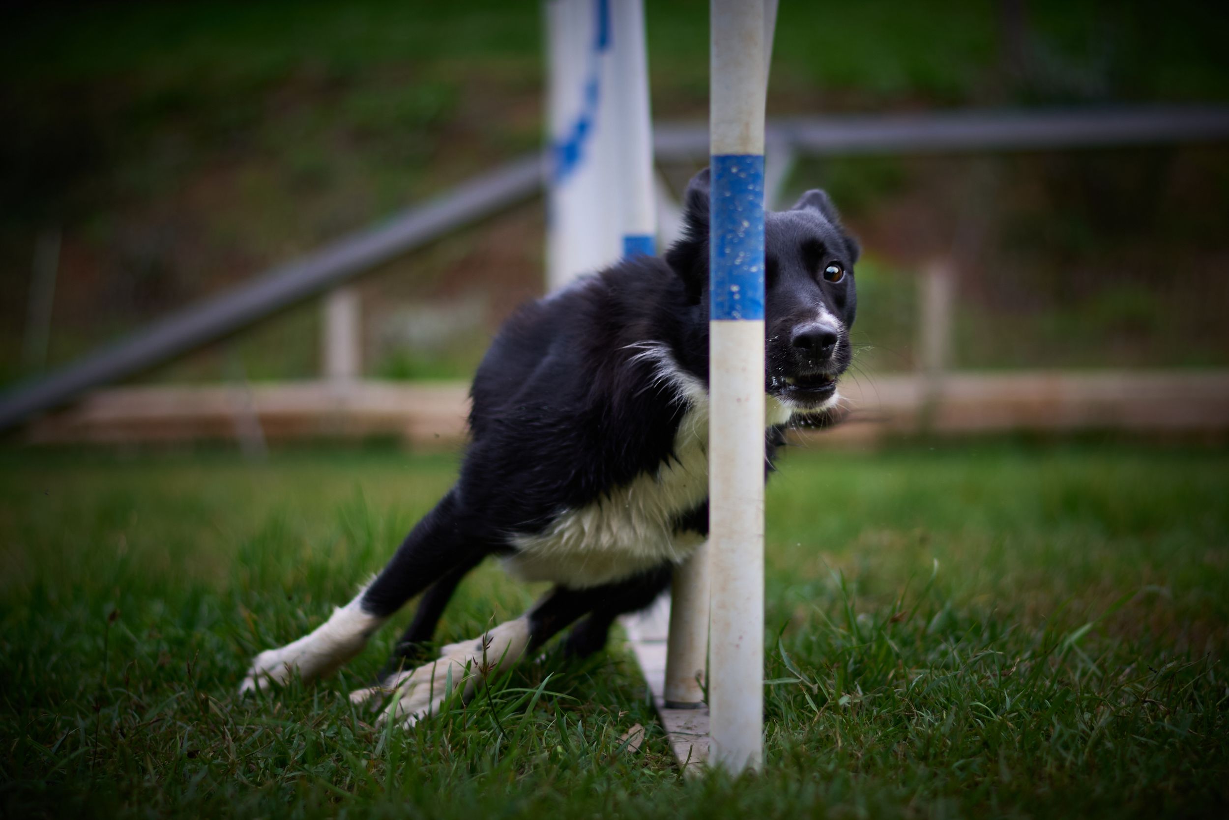 Tiree in action