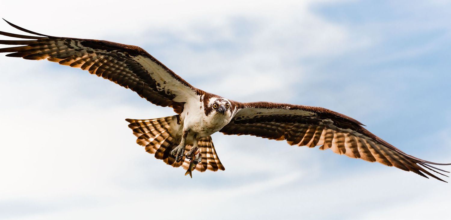 Osprey, Pitt Lake, Pitt Meadows