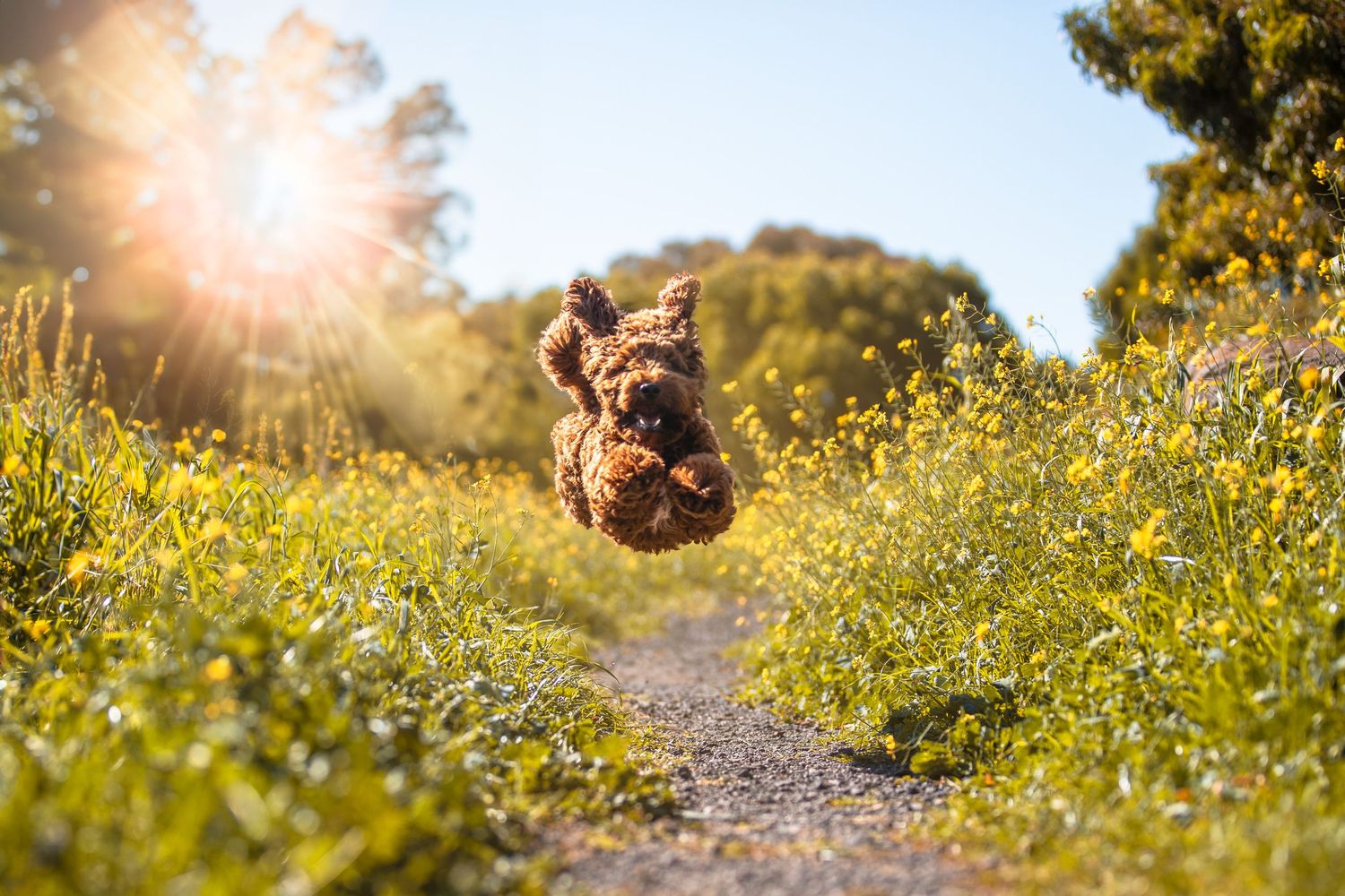 Precious Paws Pictures Pet Photography - Photo of Cavoodle running in a field of flowers