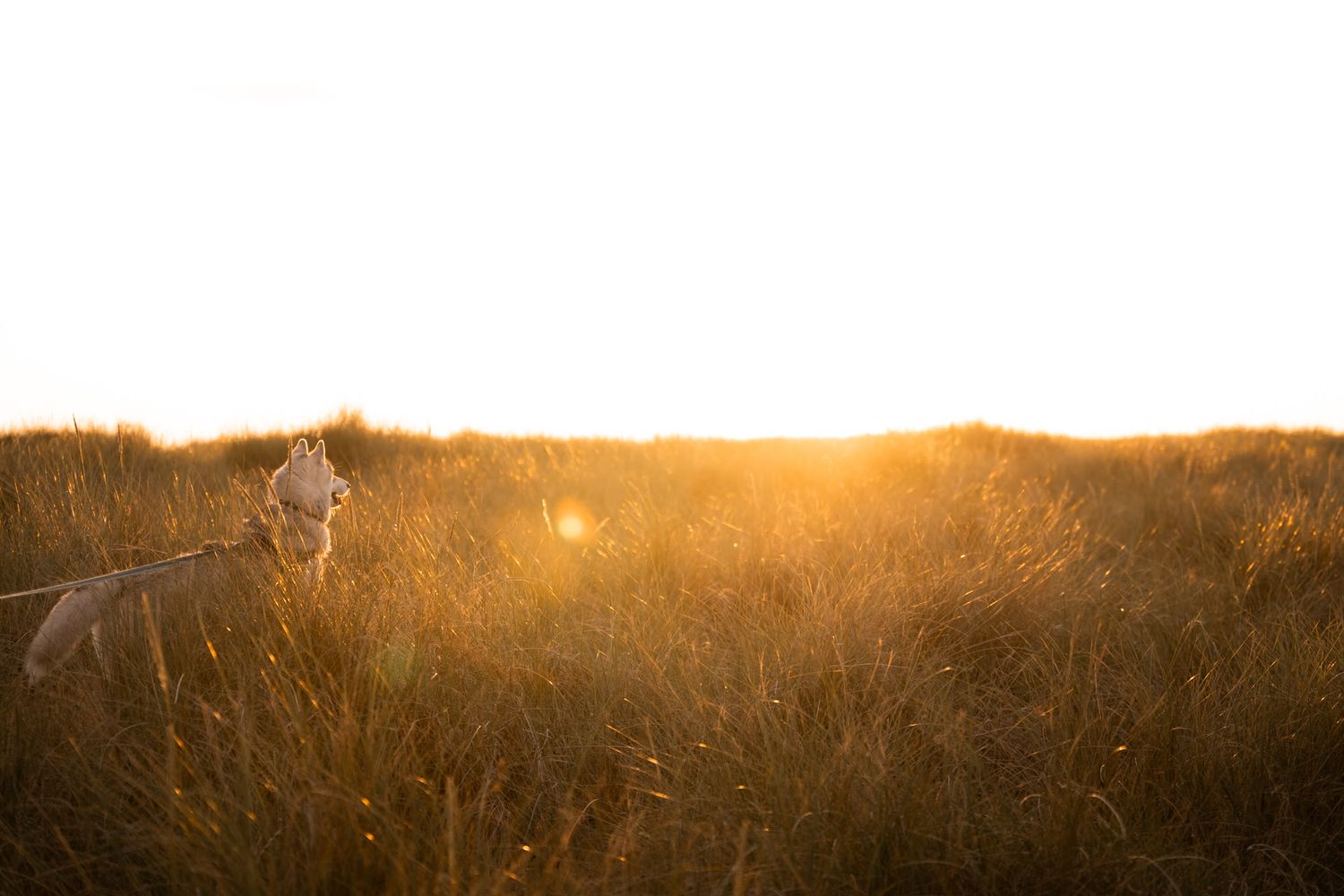Coucher de soleil avec un chien dans un champ à la pointe d'Agon dans le département de la Manche en Normandie.