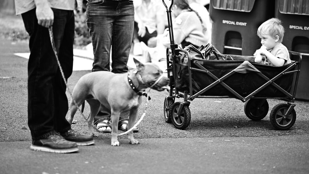 Black and white photo of a pit bull dog on leash beside a toddler sitting in a wagon stroller outdoors.