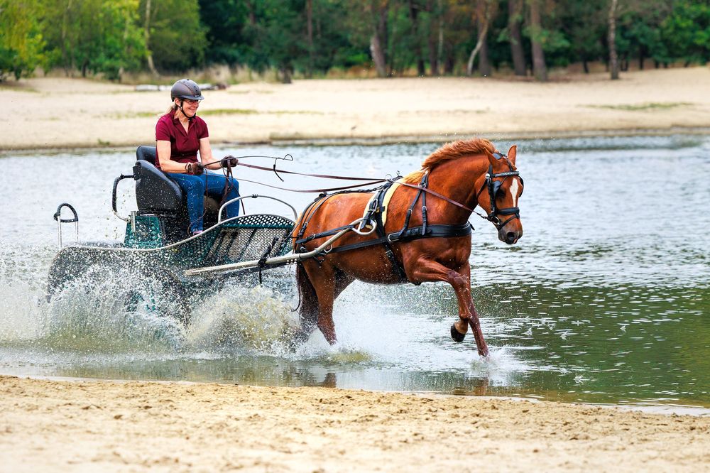 A sequence of photos showing a horse and rider splashing through water during training or exercise.