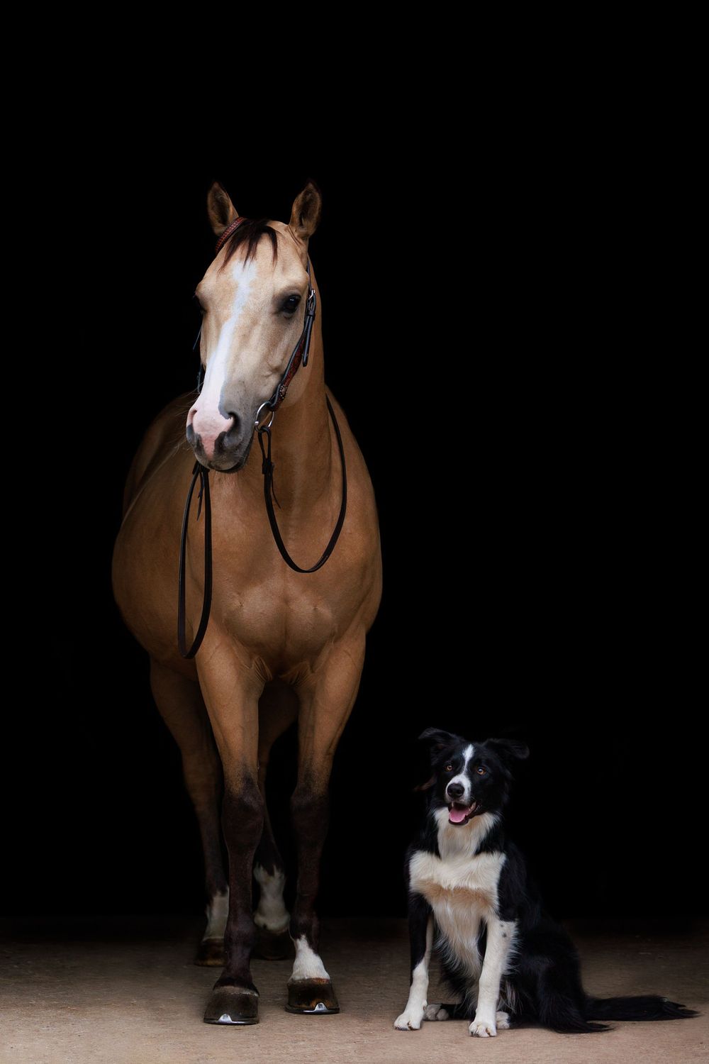 Brown horse in black room stands next to border collie companion showing their beautiful friendship and size contrast.