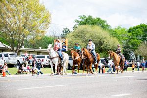 Wide view of spectators lining a street during an outdoor community event.
