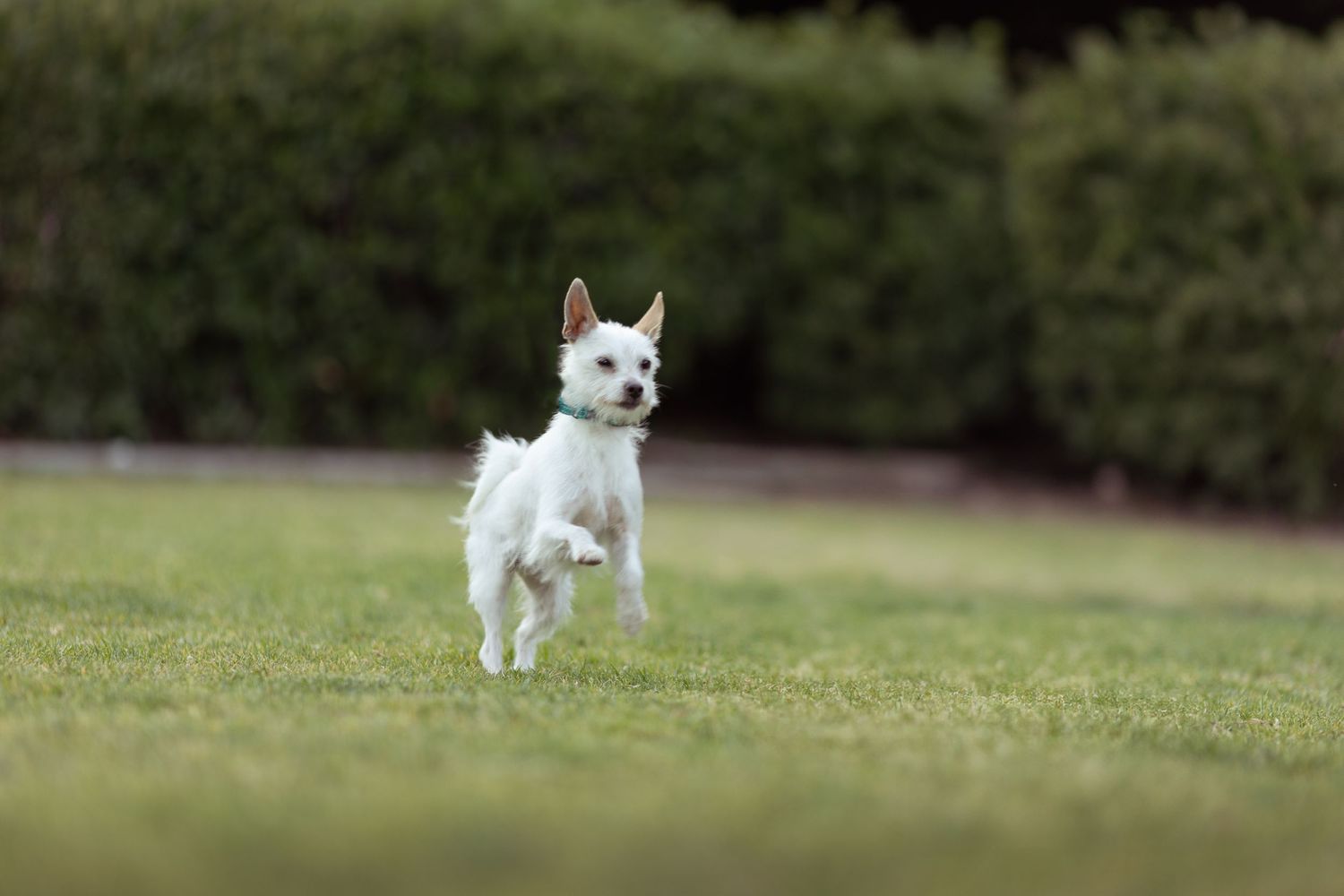 Small white dog joyfully running and leaping through a grassy field with green shrubbery in the background.