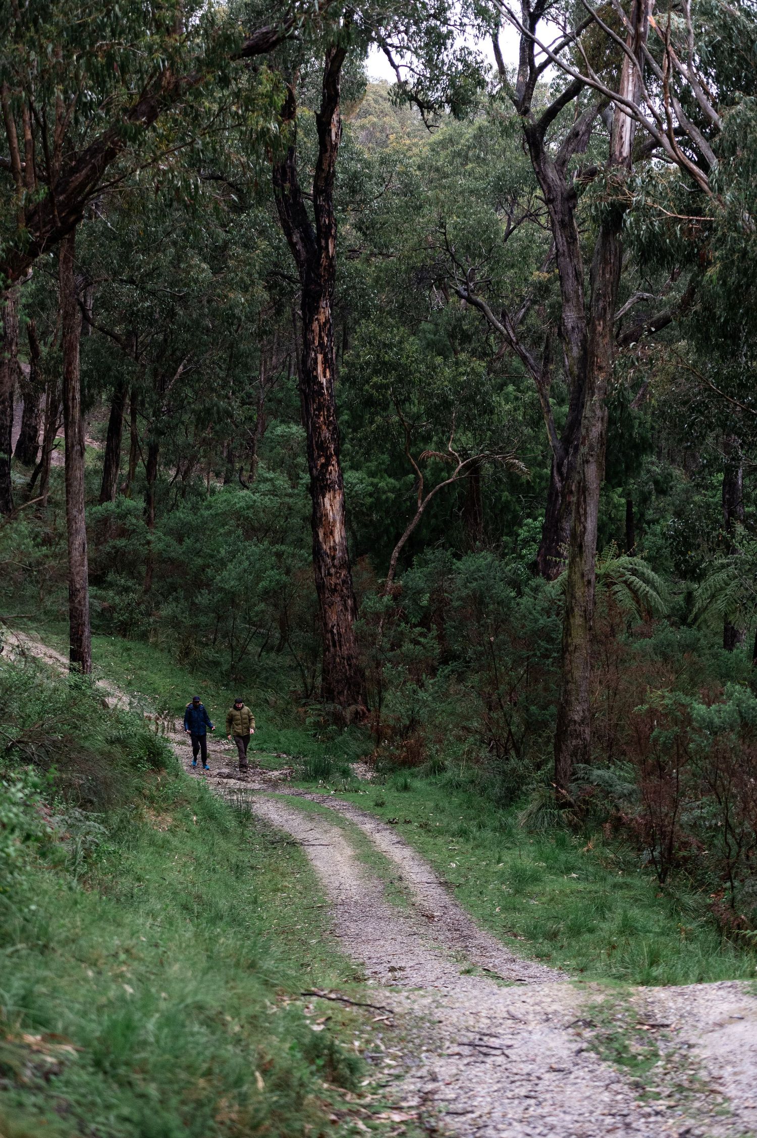 A winding dirt path leads through tall eucalyptus trees as two people hike along a tranquil forest trail.