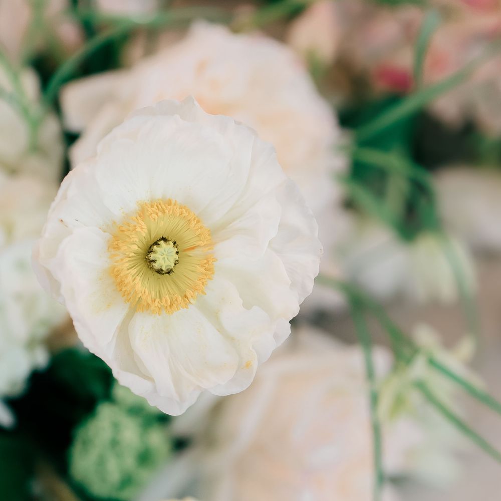 A delicate white Icelandic poppy bloom with a pale yellow center and ruffled petals against a soft blurred background.