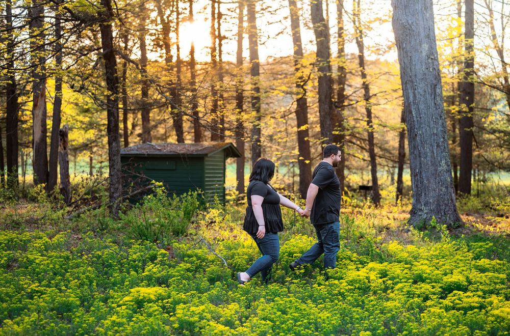 Panoramic view of a wooded area with sunlight filtering through pine trees.
