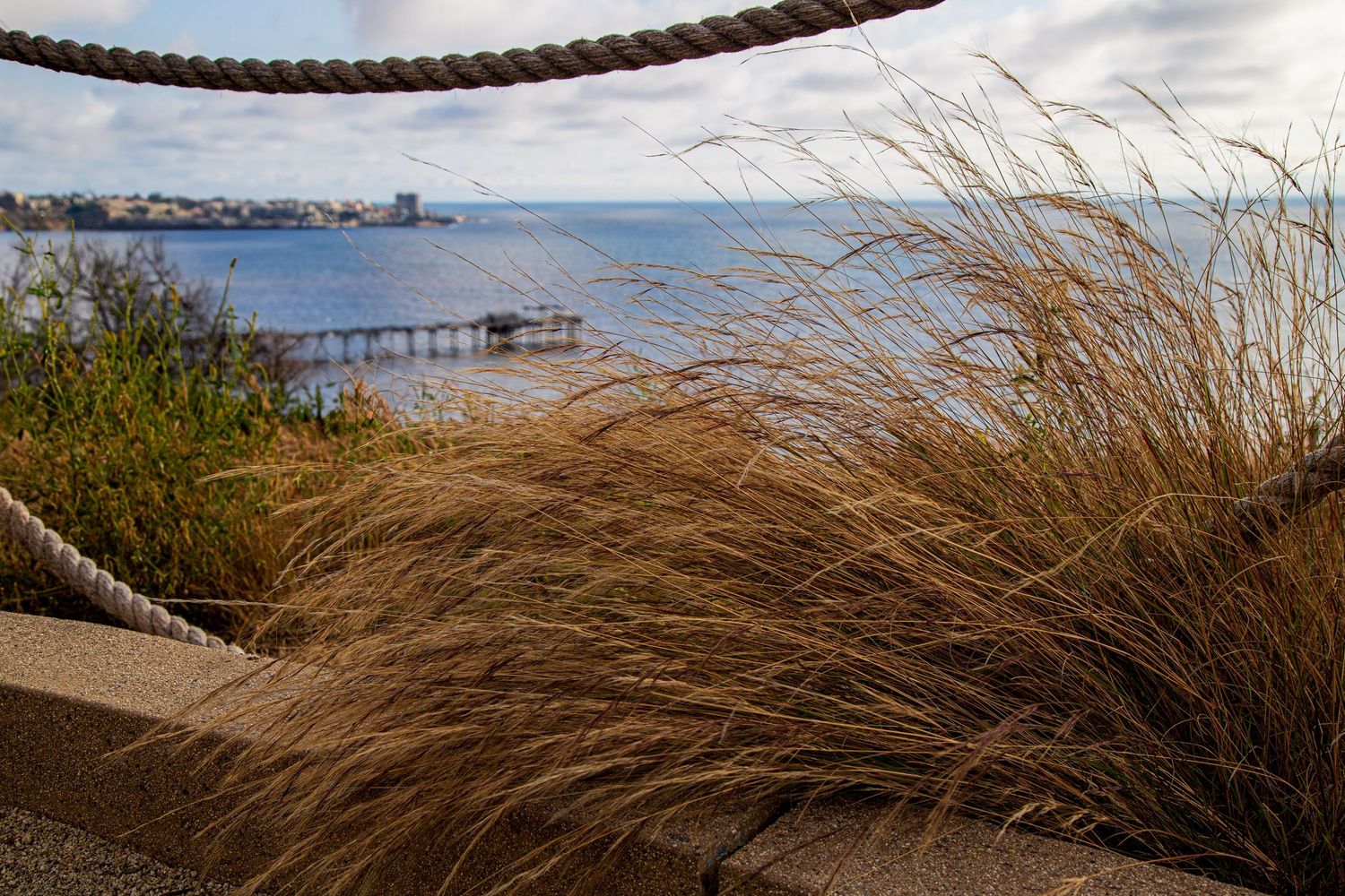 Coastal landscape with swaying beach grass and distant pier viewed through nautical rope railing in La Jolla, California.